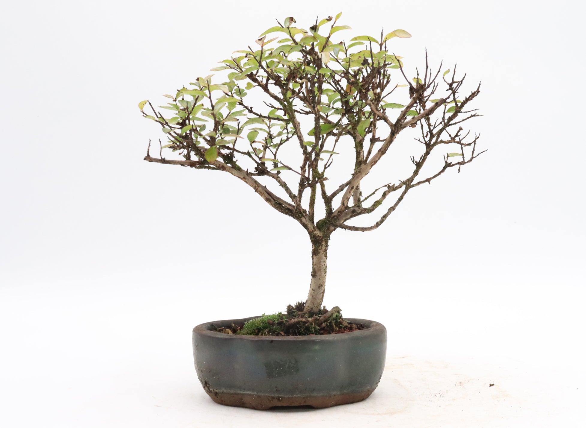 Assorted Dwarf Crepe Myrtle Starter Bonsai
