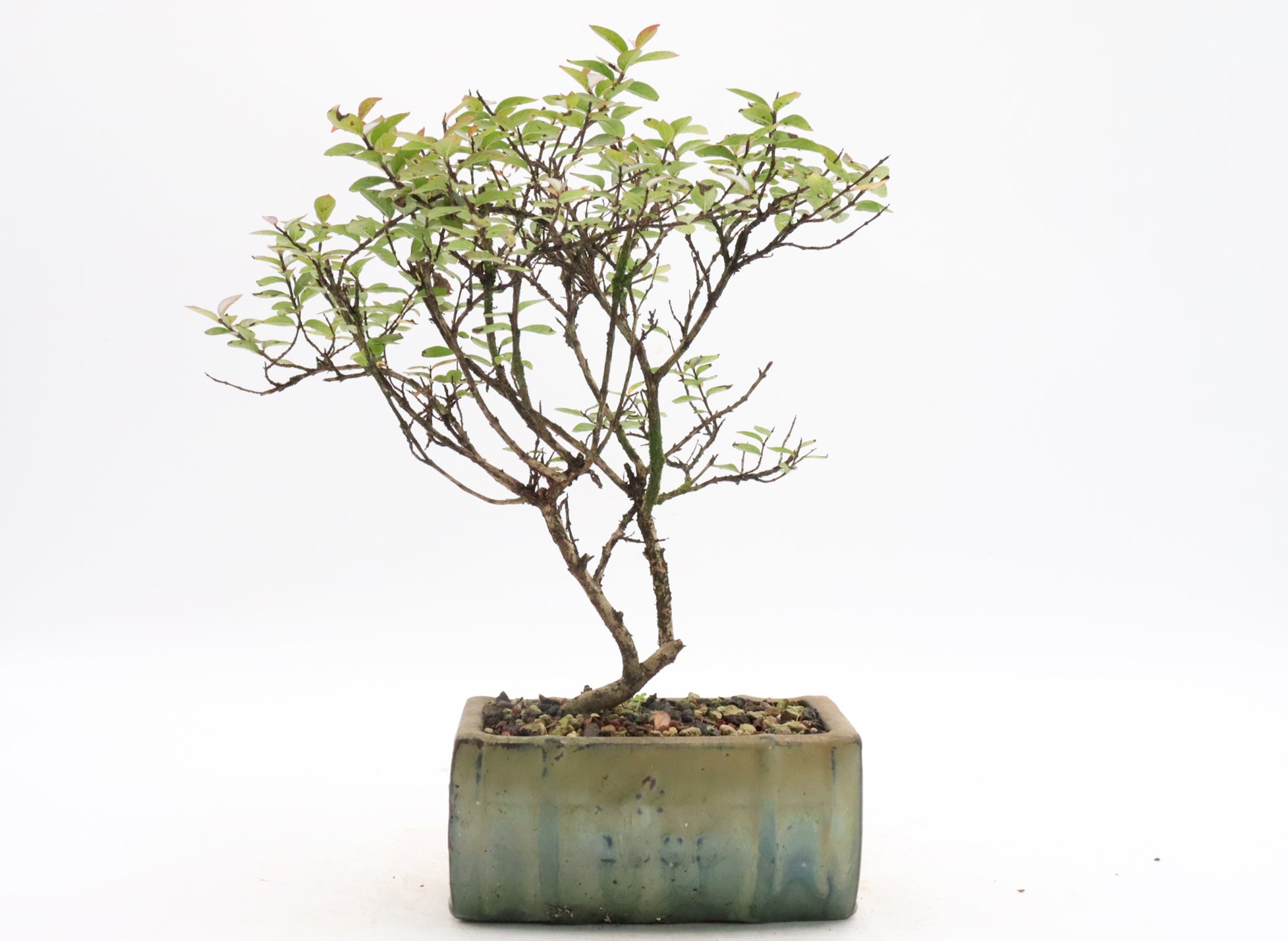 Assorted Dwarf Crepe Myrtle Starter Bonsai