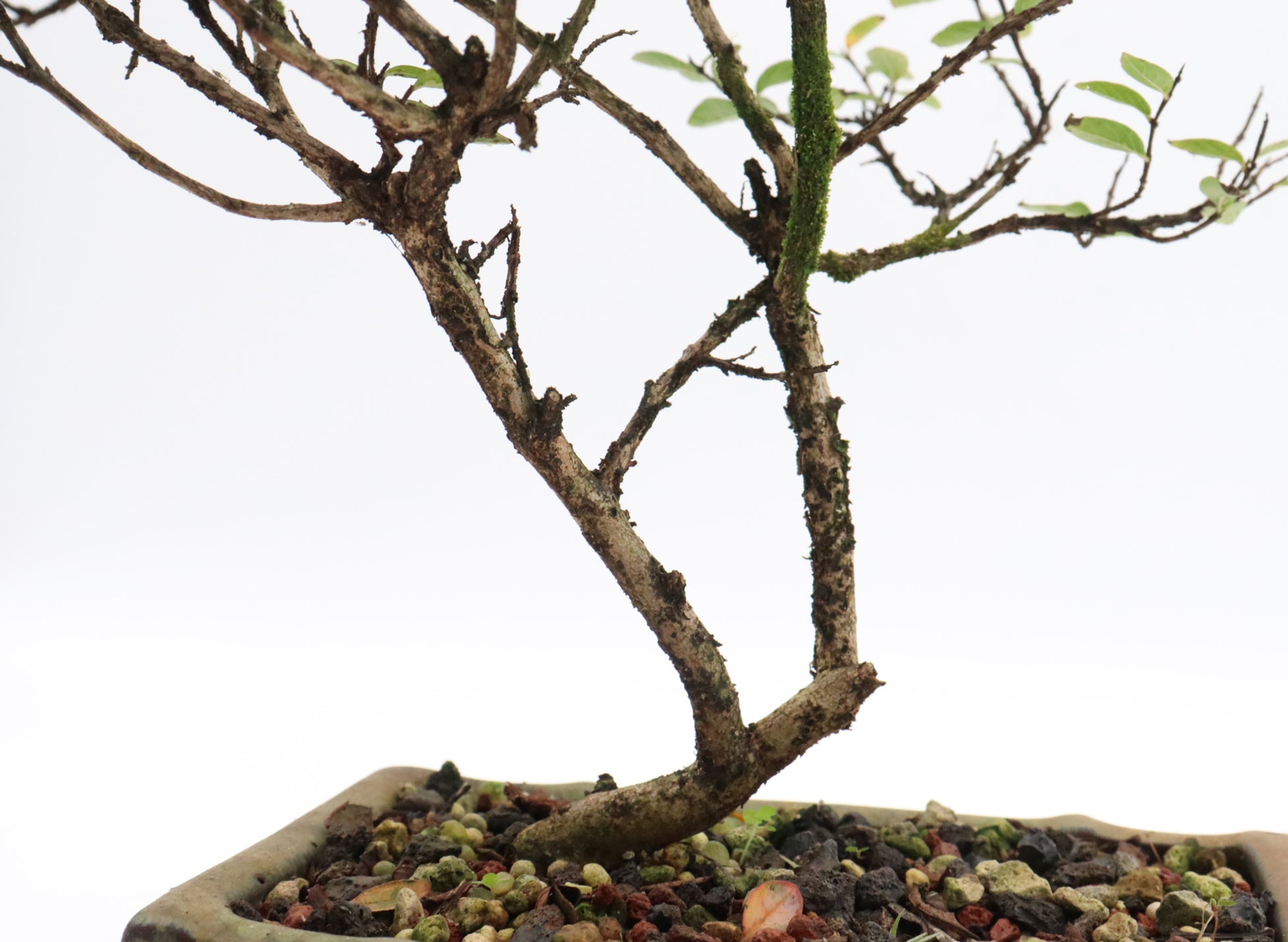 Assorted Dwarf Crepe Myrtle Starter Bonsai