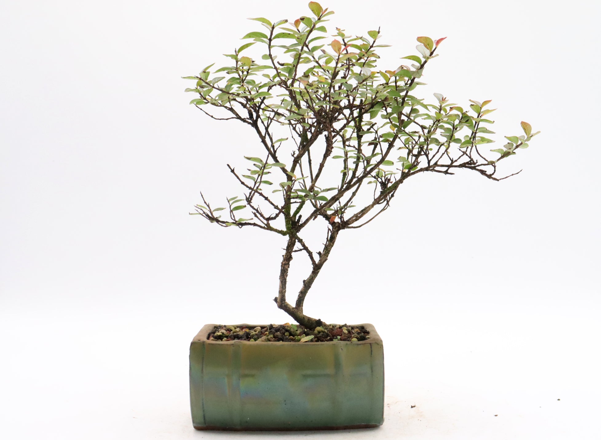 Assorted Dwarf Crepe Myrtle Starter Bonsai