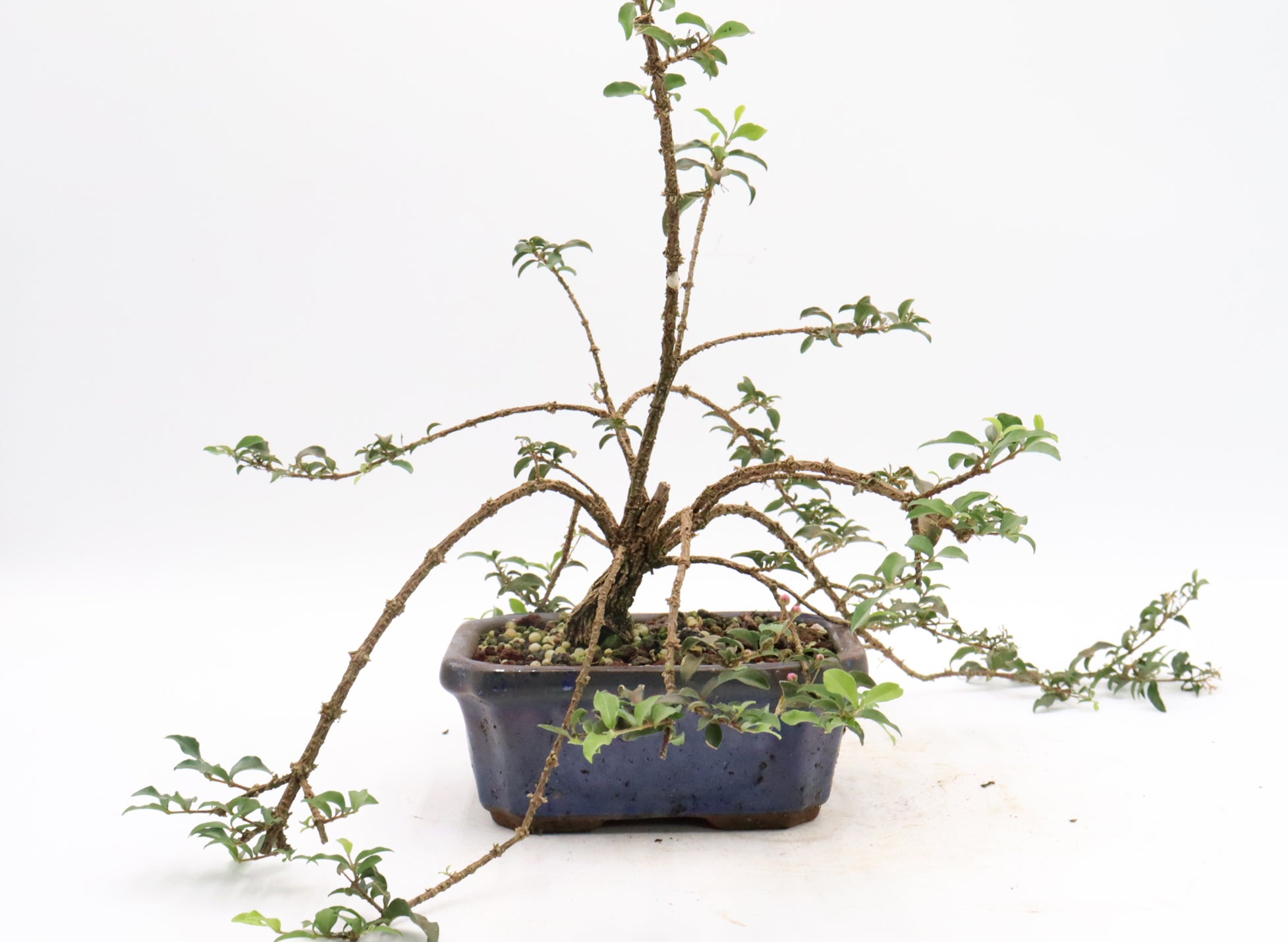 Assorted Dwarf Barbados Cherry Starter Bonsai