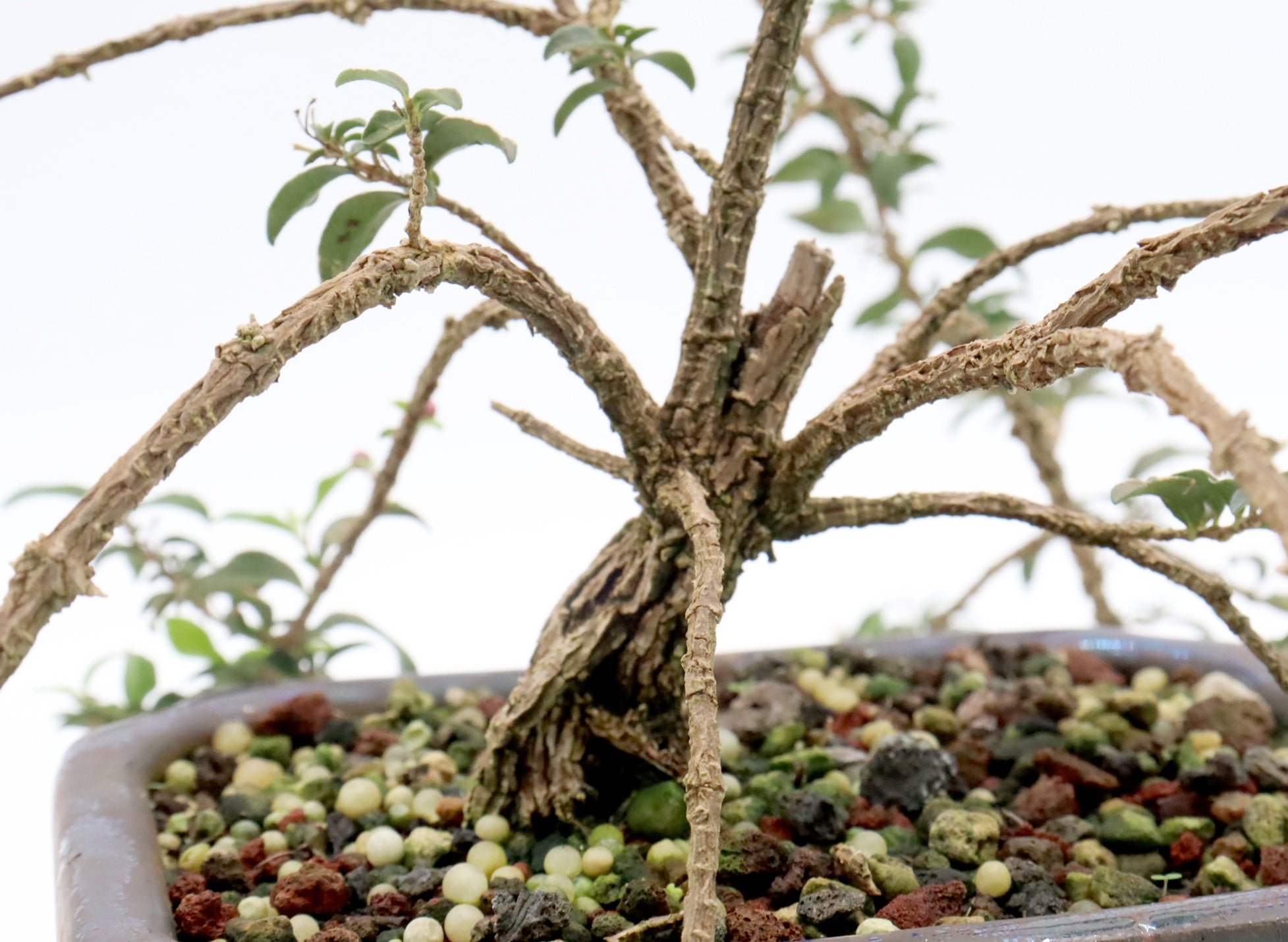 Assorted Dwarf Barbados Cherry Starter Bonsai