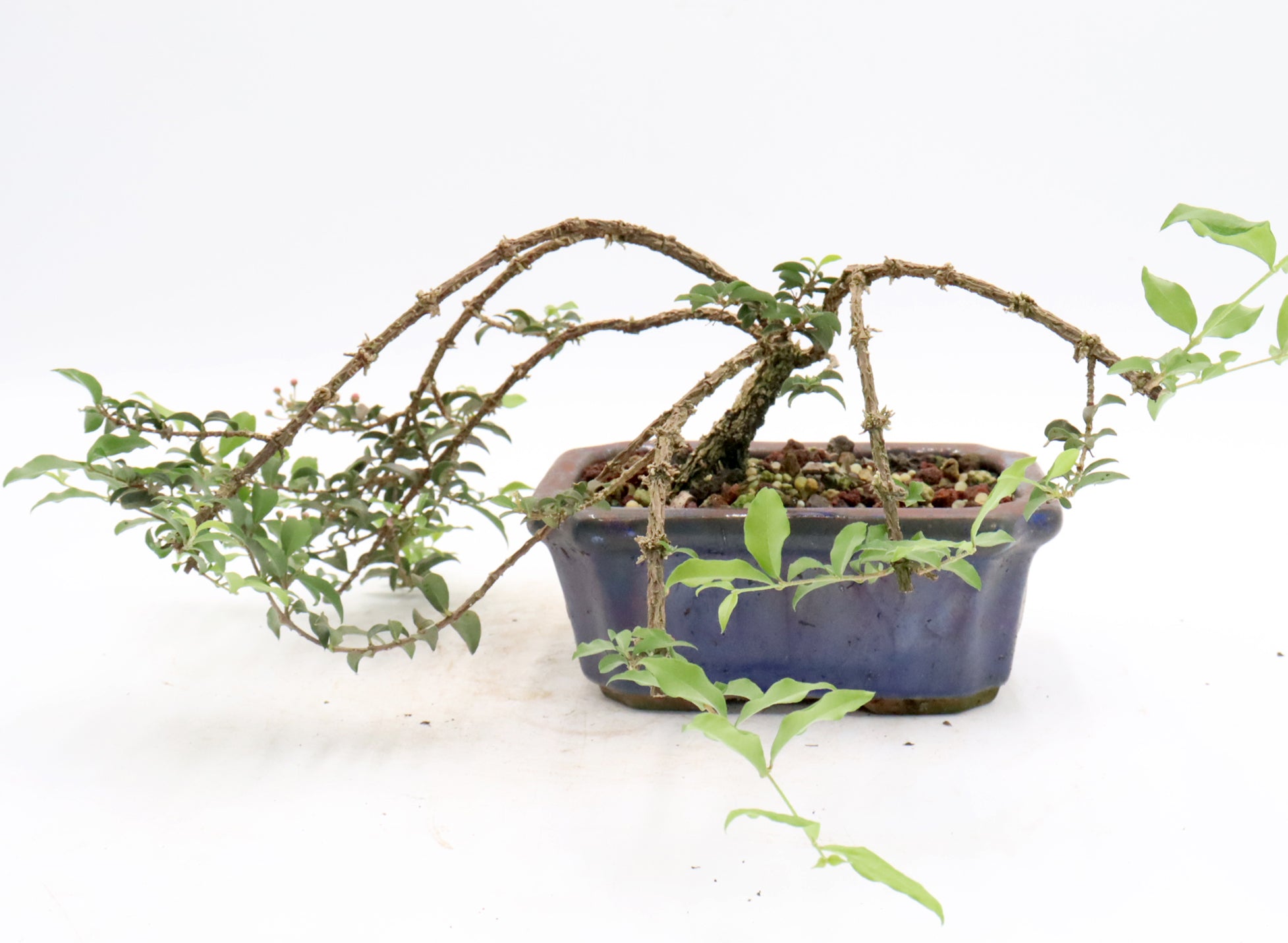 Assorted Dwarf Barbados Cherry Starter Bonsai