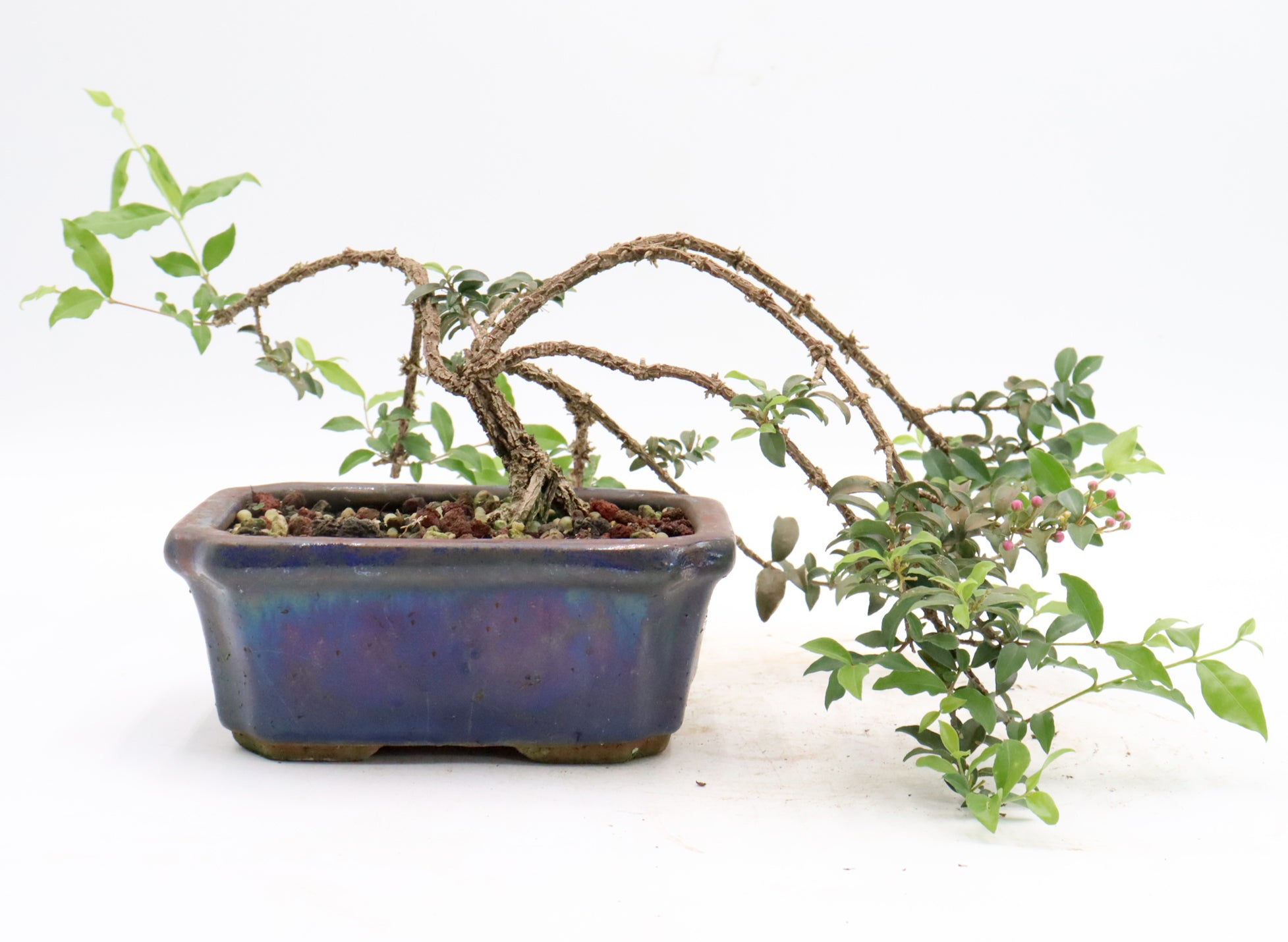 Assorted Dwarf Barbados Cherry Starter Bonsai