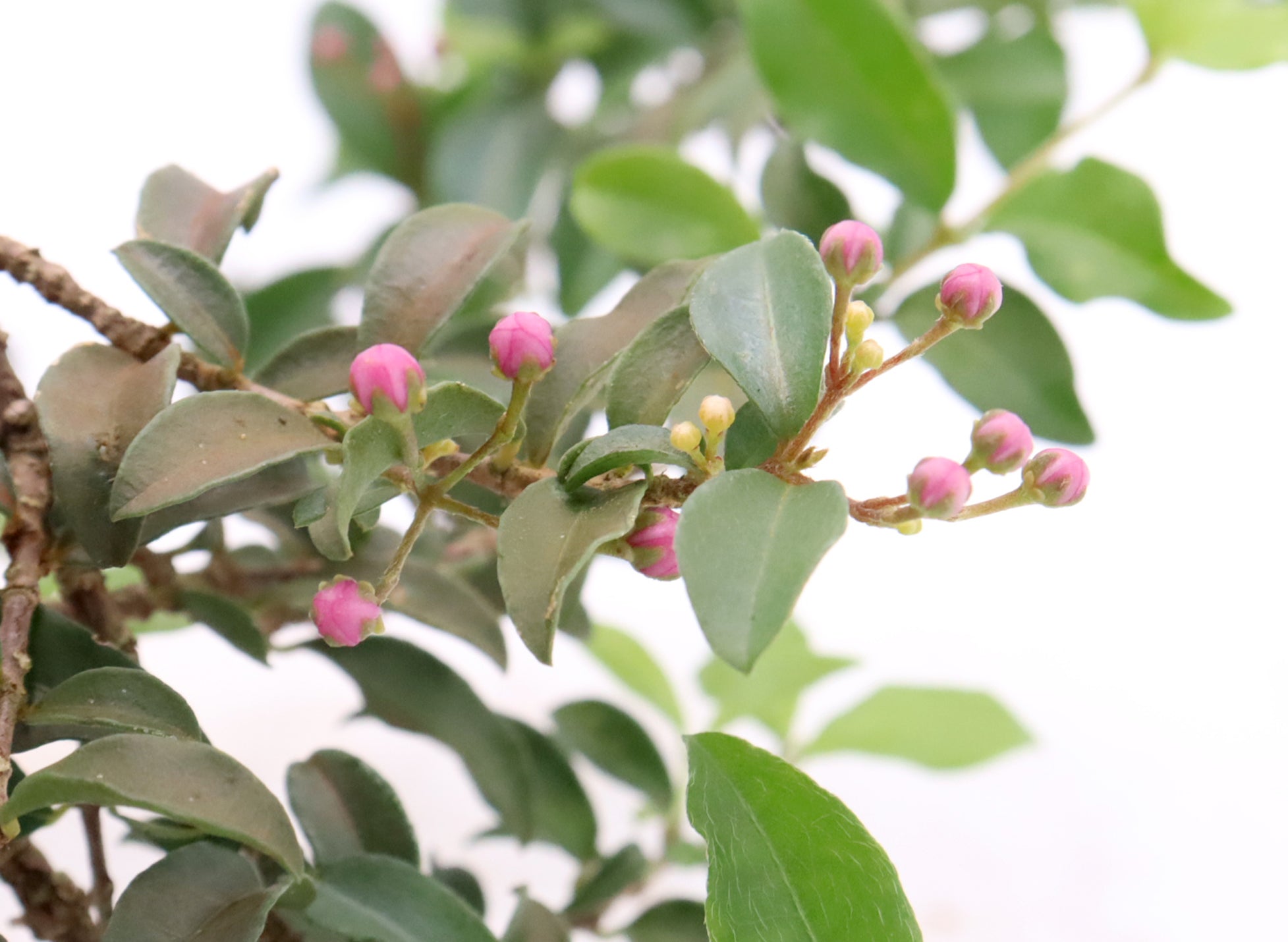 Assorted Dwarf Barbados Cherry Starter Bonsai