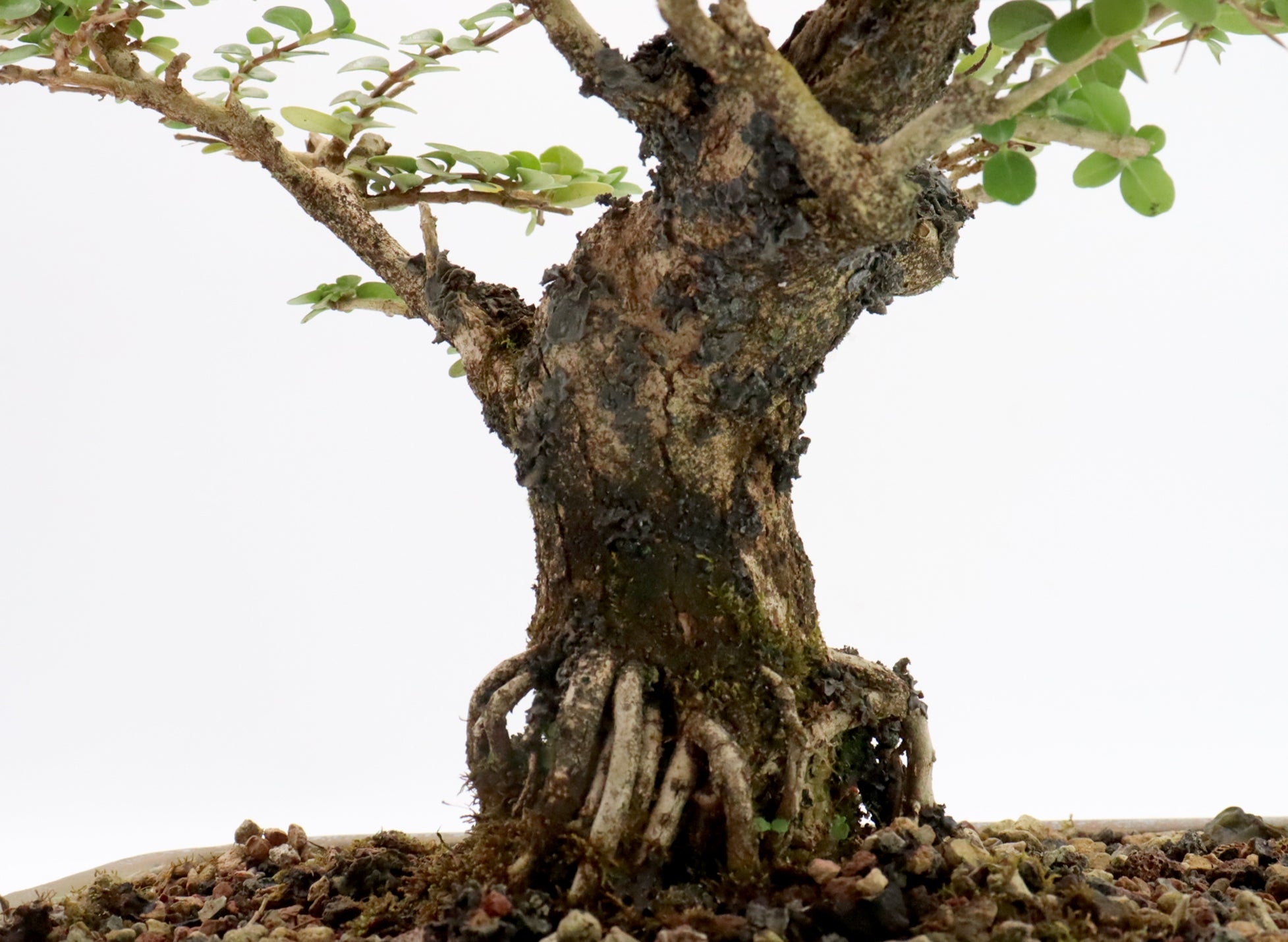 Premna Microphylla in a Glazed Container