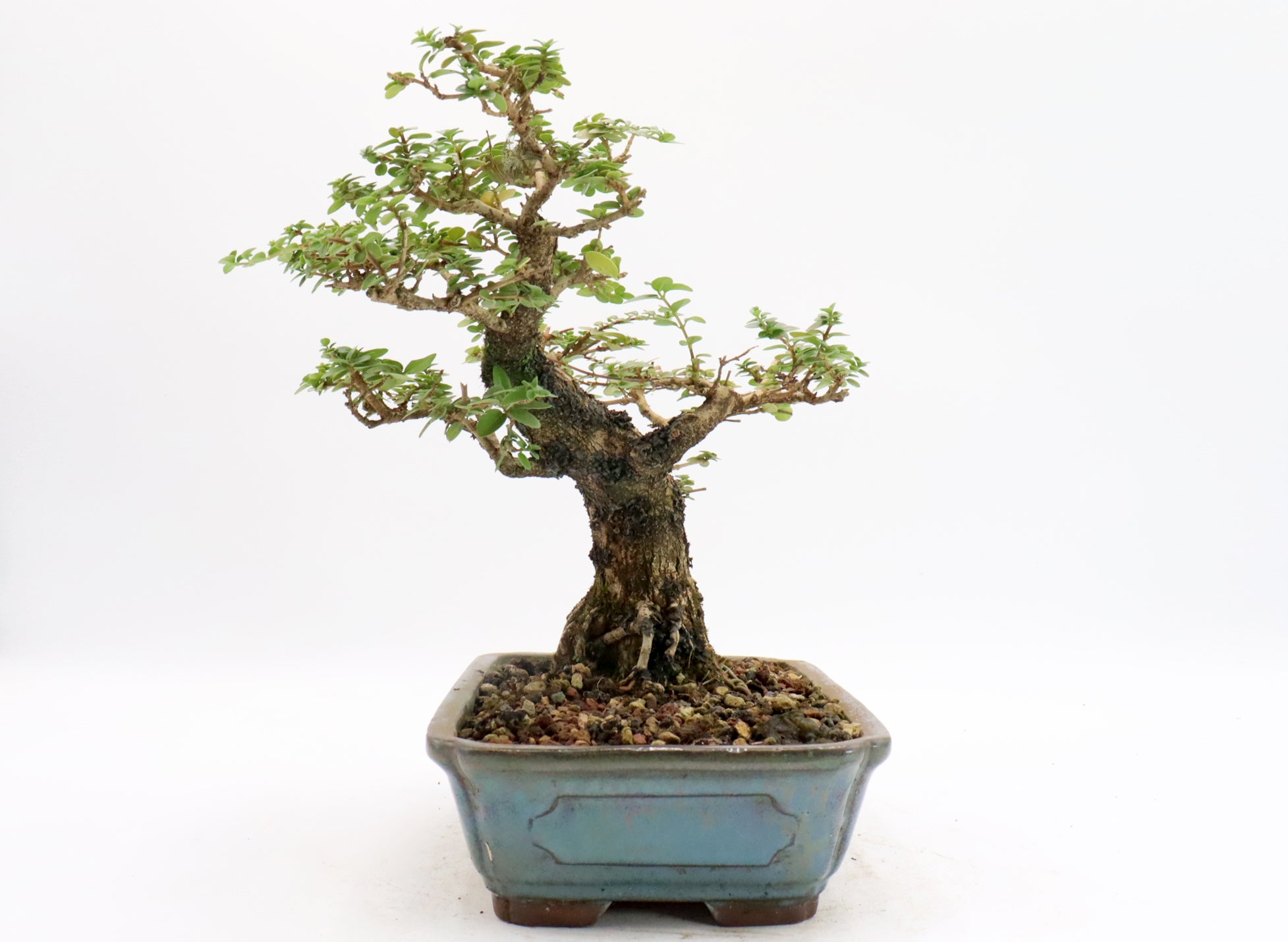 Premna Microphylla in a Glazed Container