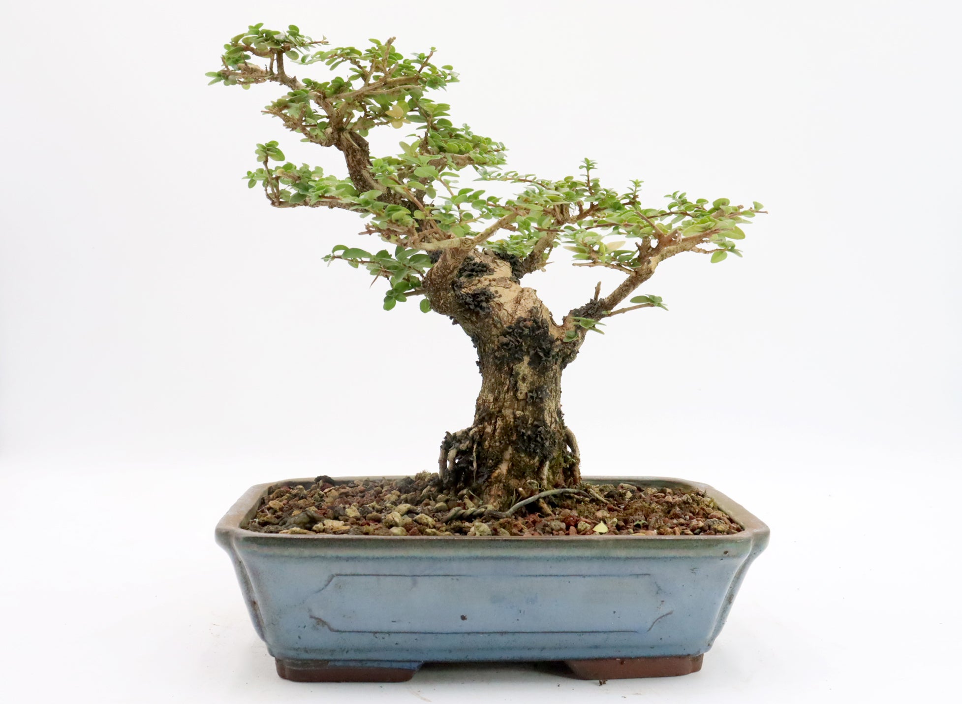 Premna Microphylla in a Glazed Container