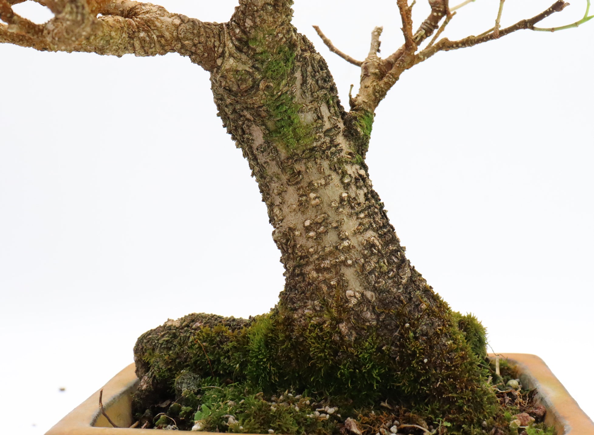 Tiger Bark Ficus in a Glazed Container