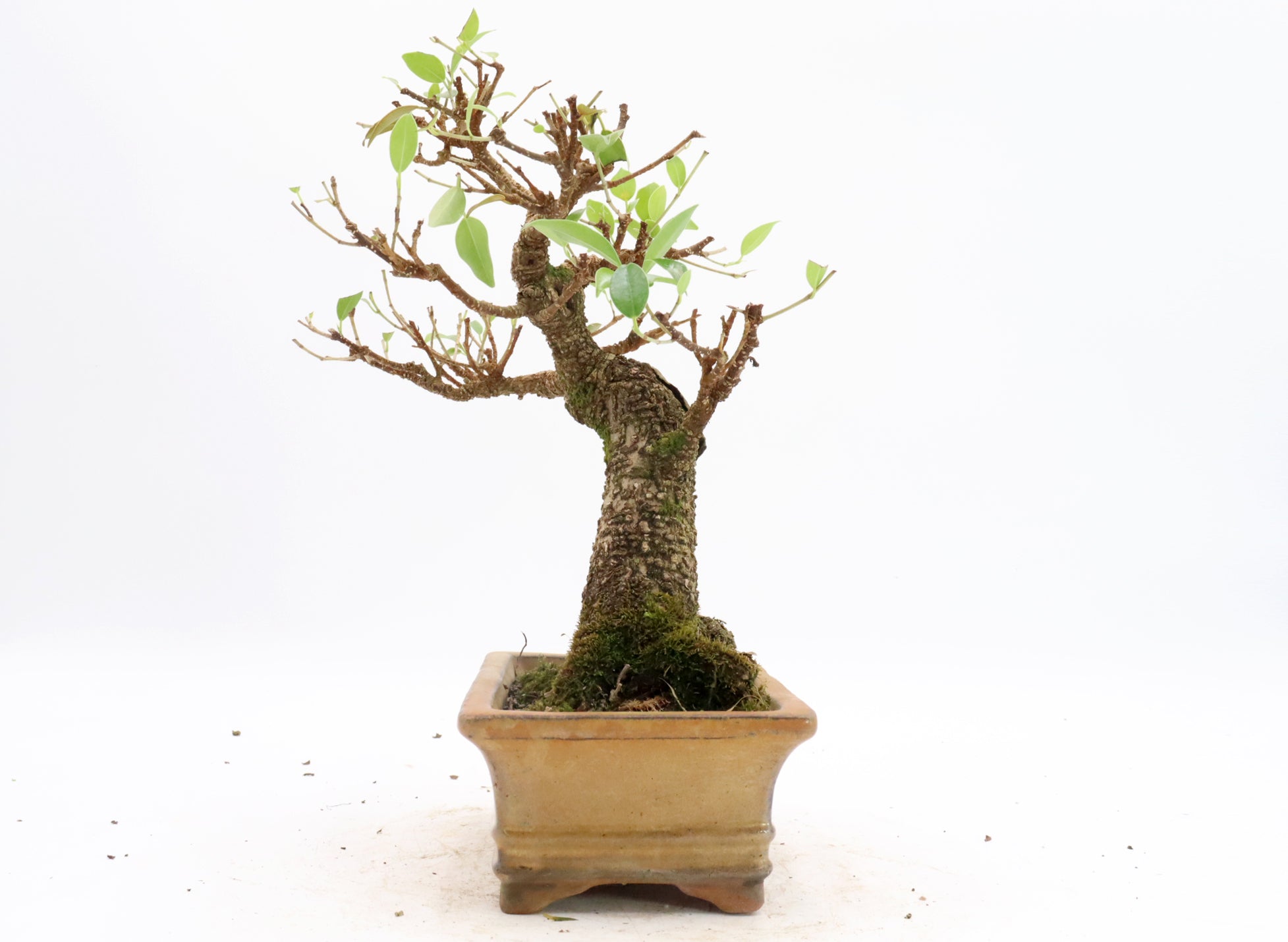 Tiger Bark Ficus in a Glazed Container