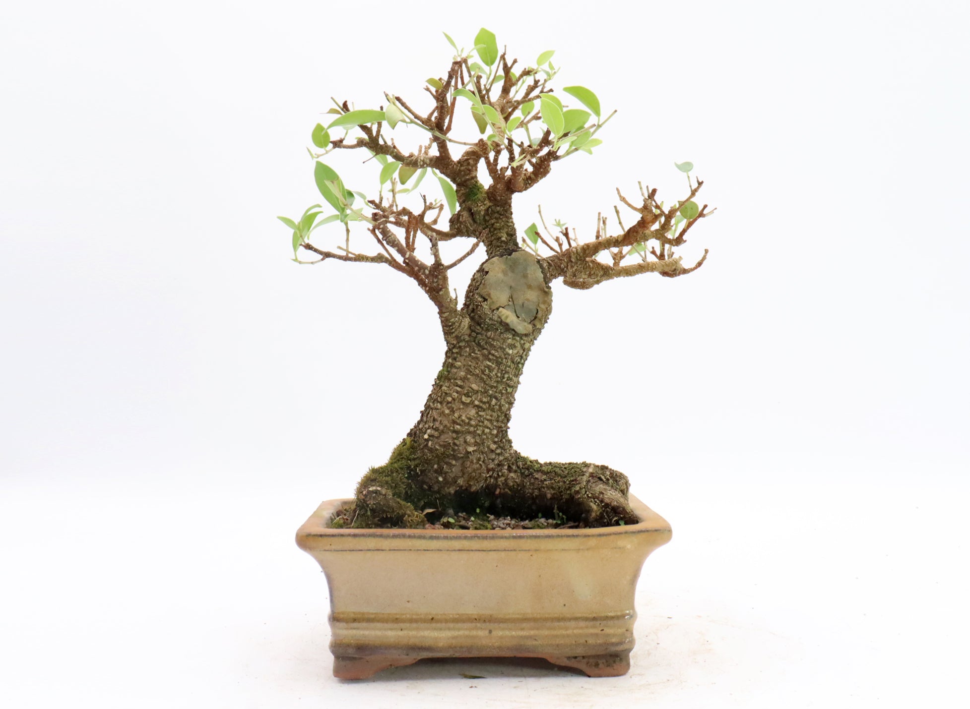 Tiger Bark Ficus in a Glazed Container