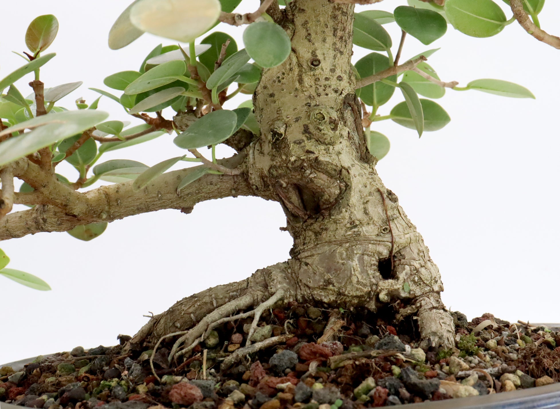 Green Island Ficus in a Glazed Bonsai Container