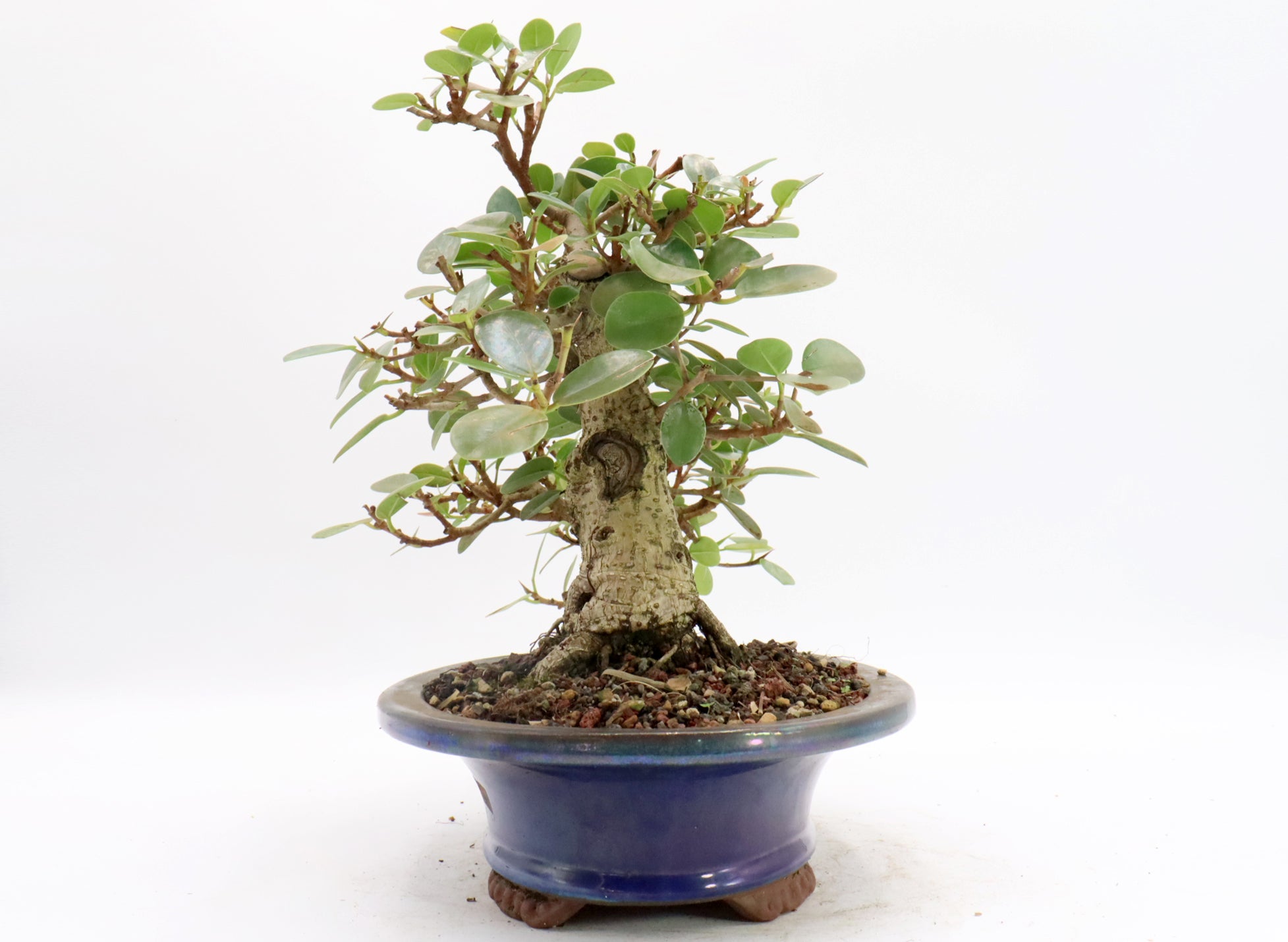 Green Island Ficus in a Glazed Bonsai Container
