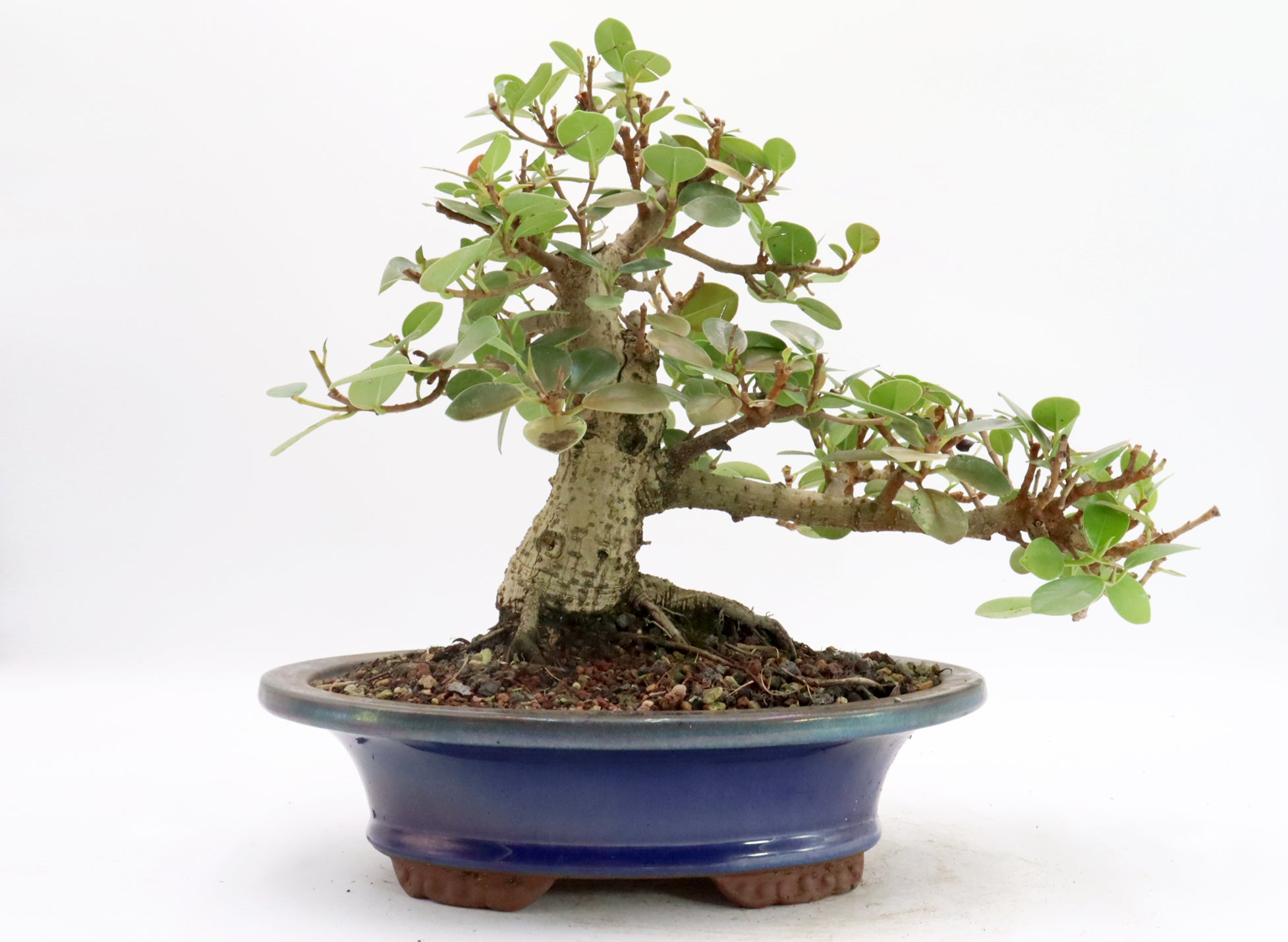 Green Island Ficus in a Glazed Bonsai Container