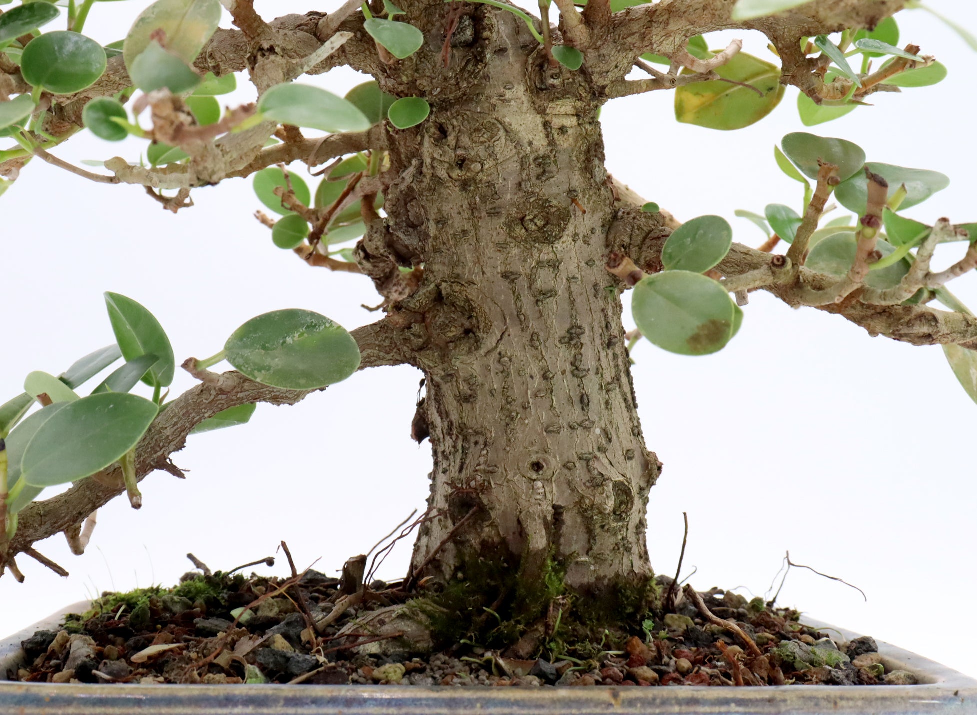 Green Island Ficus in a Glazed Jepson Container