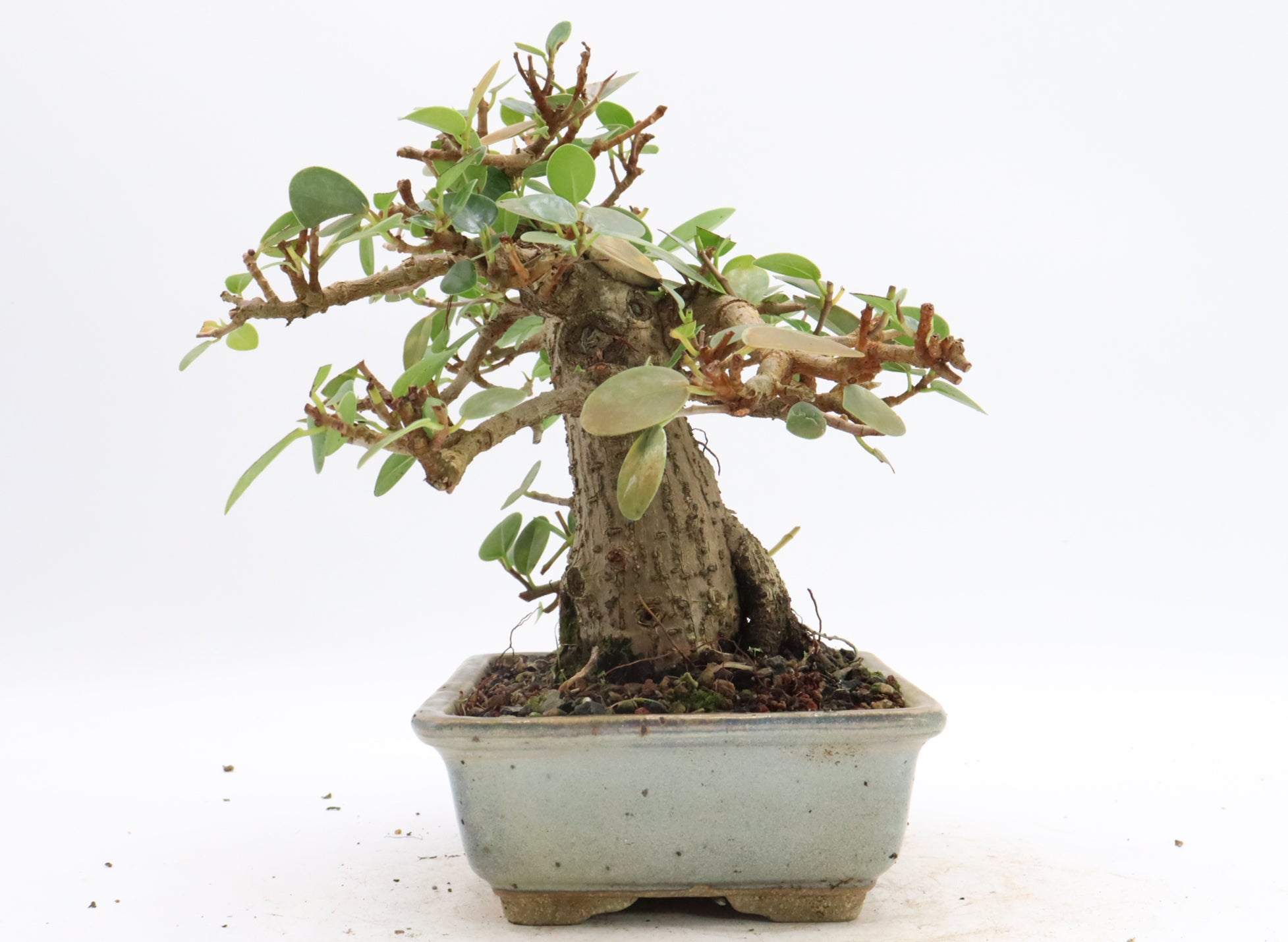 Green Island Ficus in a Glazed Jepson Container