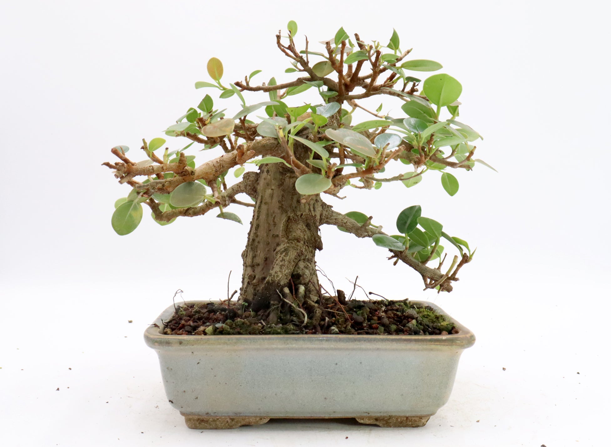 Green Island Ficus in a Glazed Jepson Container