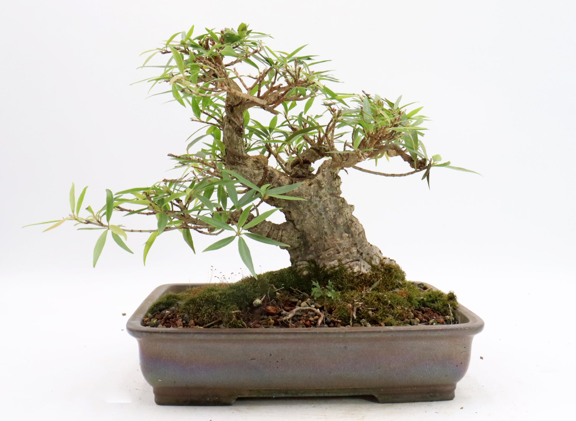 Willow Leaf Ficus in a Glazed Container