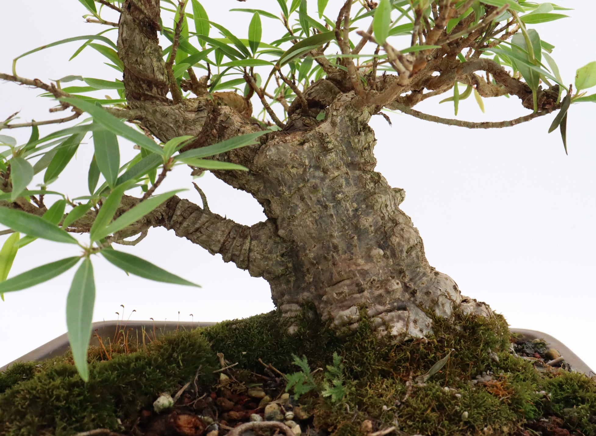 Willow Leaf Ficus in a Glazed Container