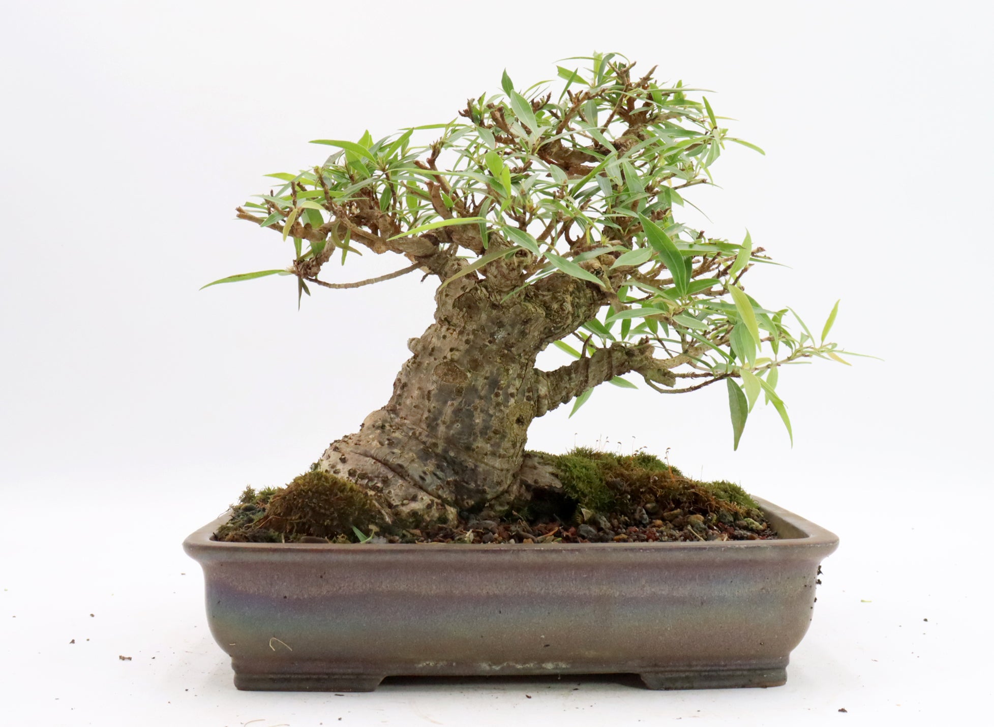 Willow Leaf Ficus in a Glazed Container