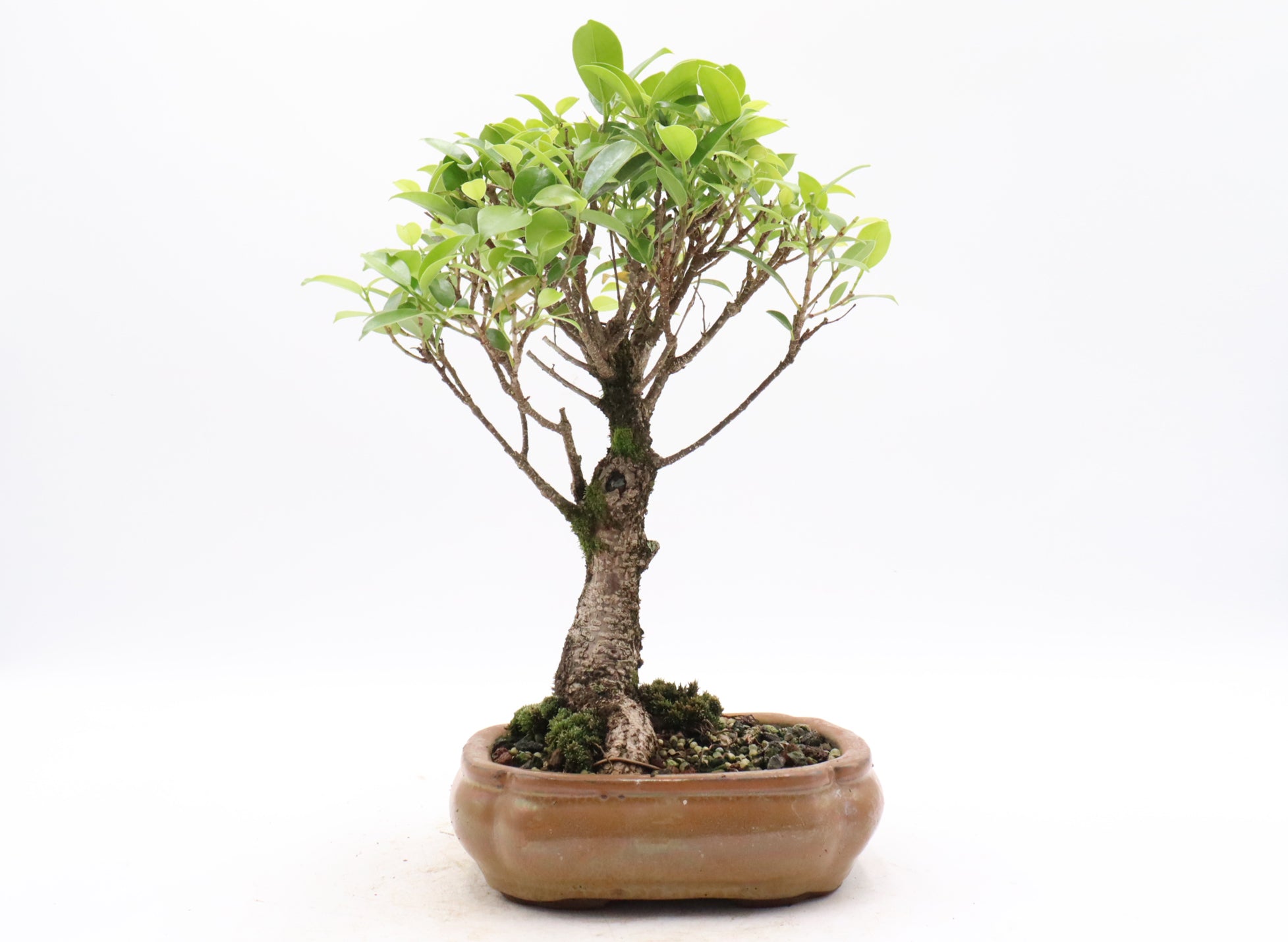 Tiger Bark Ficus Starter Bonsai in a Glazed Container