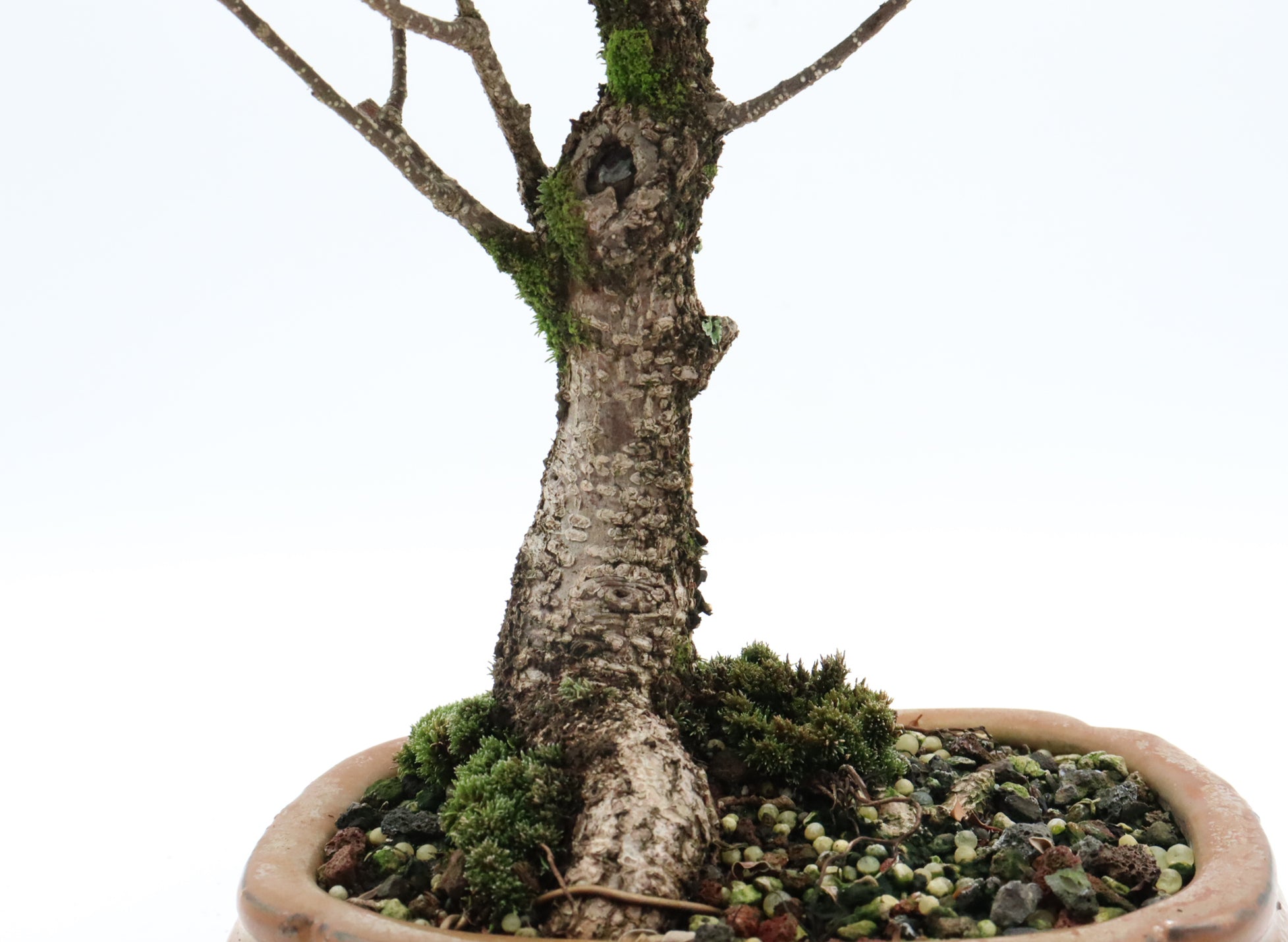 Tiger Bark Ficus Starter Bonsai in a Glazed Container