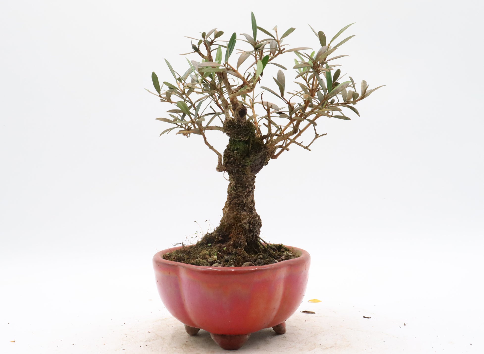 Wired European Olive in a Red Glazed Container