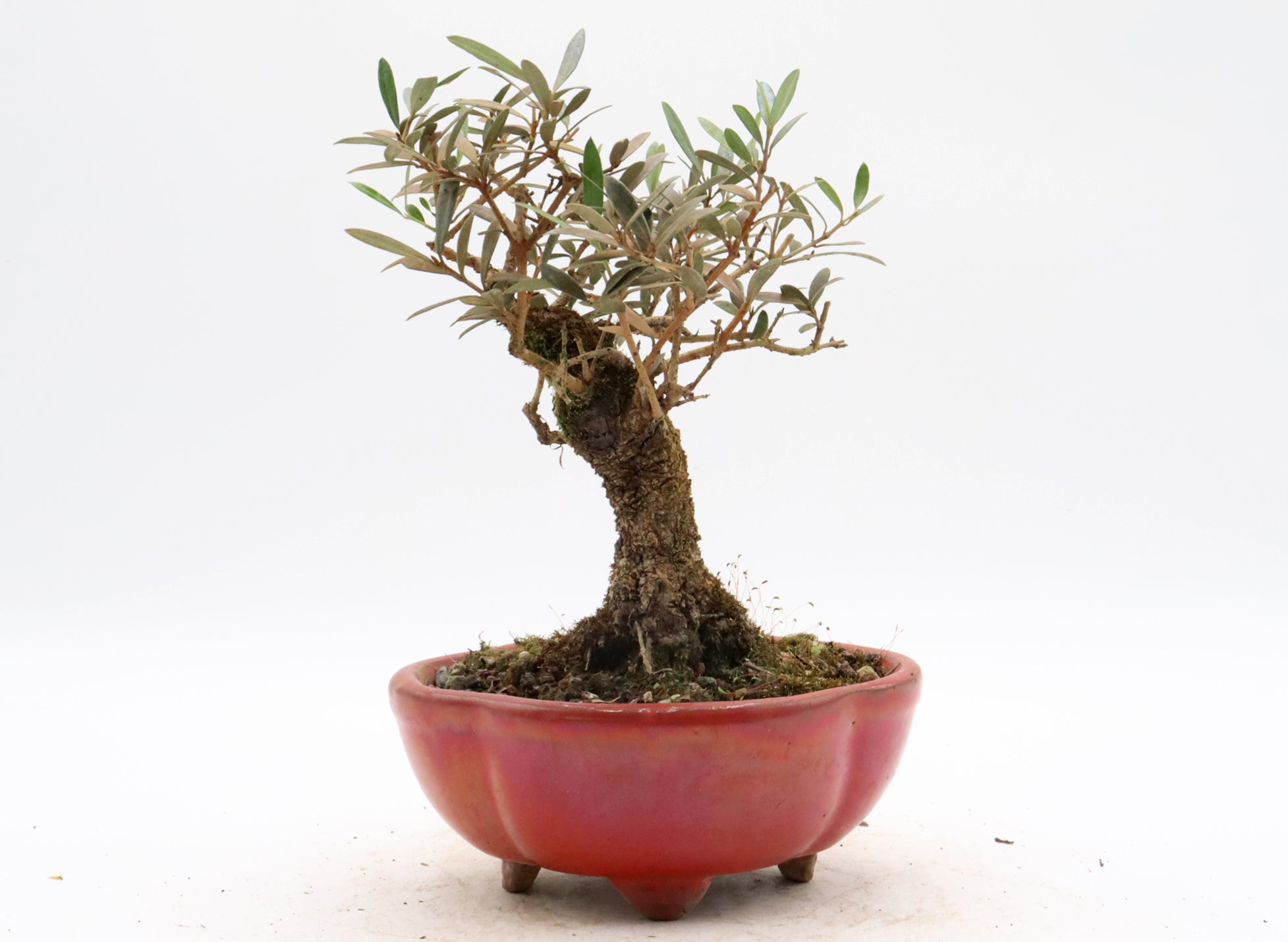 Wired European Olive in a Red Glazed Container