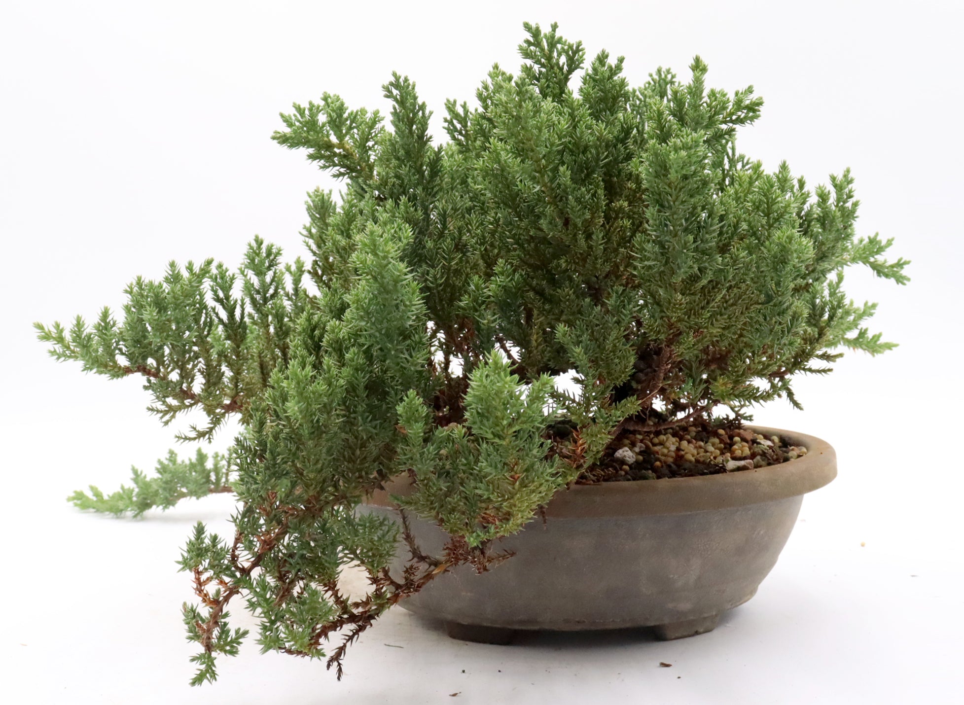 Assorted Juniper Procumbens nanas in 9.5 Inch Trainers