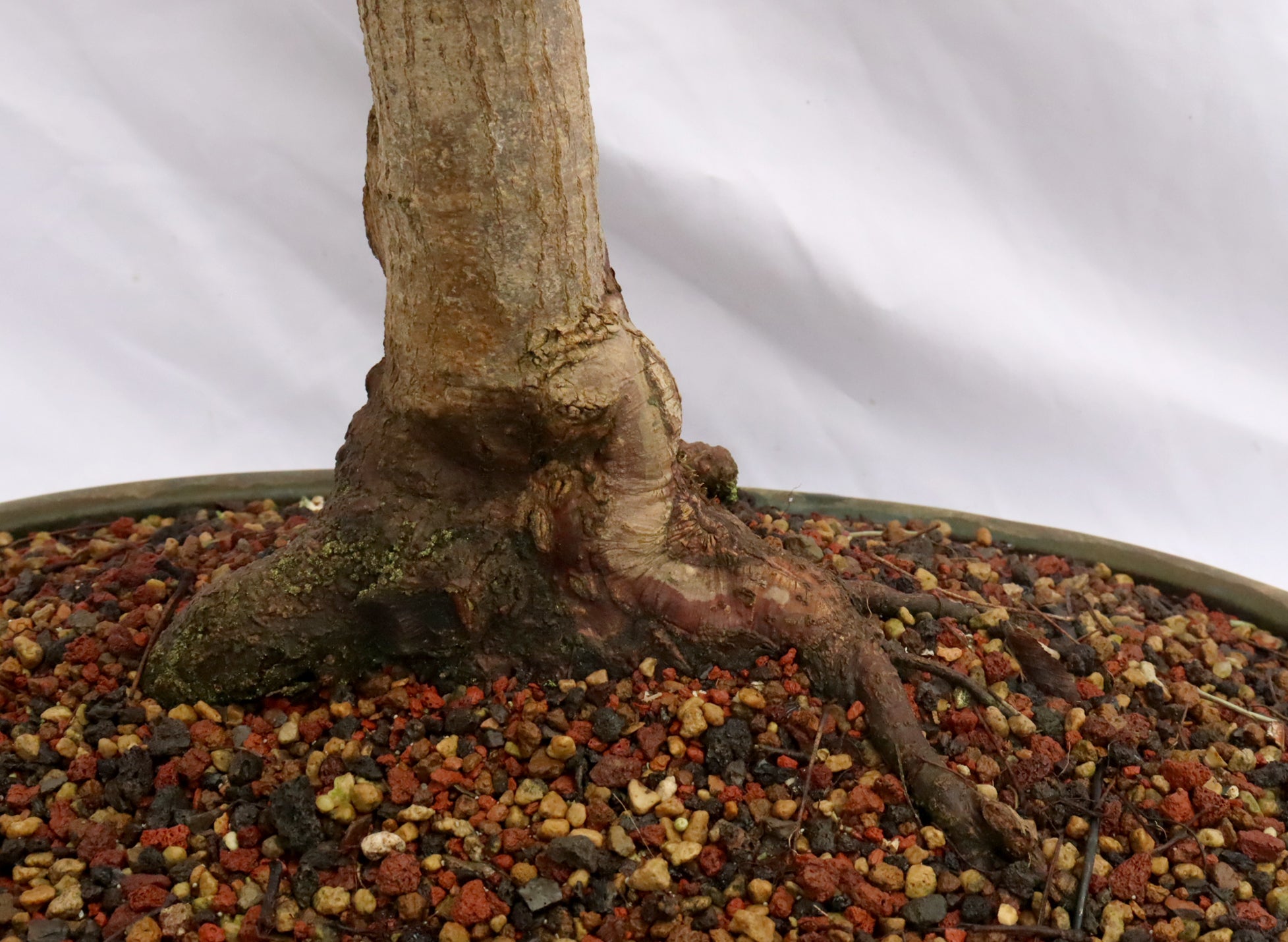 Large Japanese Maple (Started in 1989) Specimen Bonsai