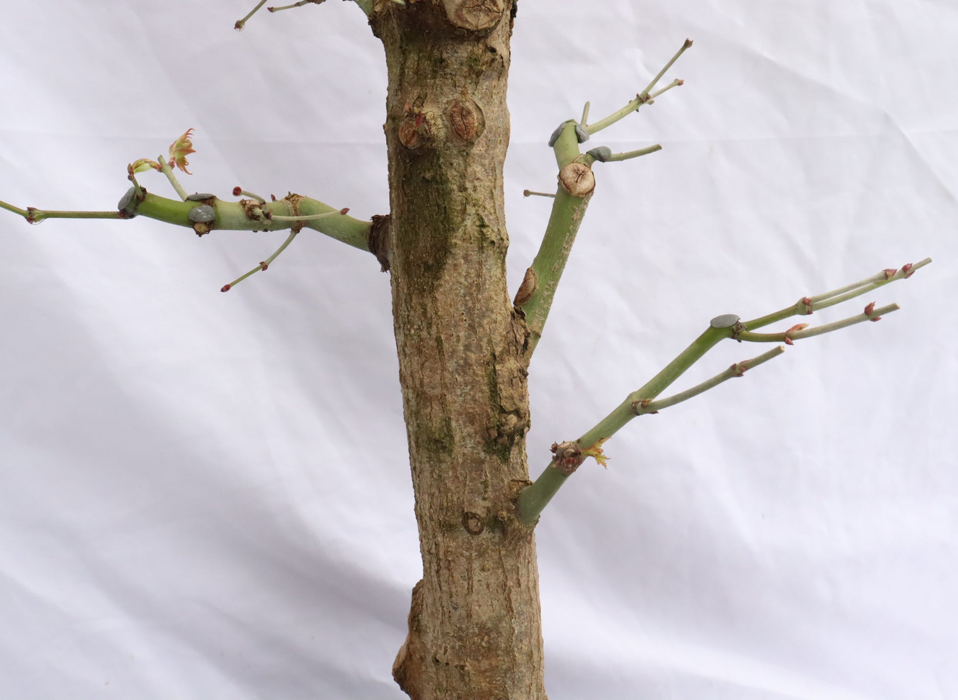 Large Japanese Maple (Started in 1989) Specimen Bonsai