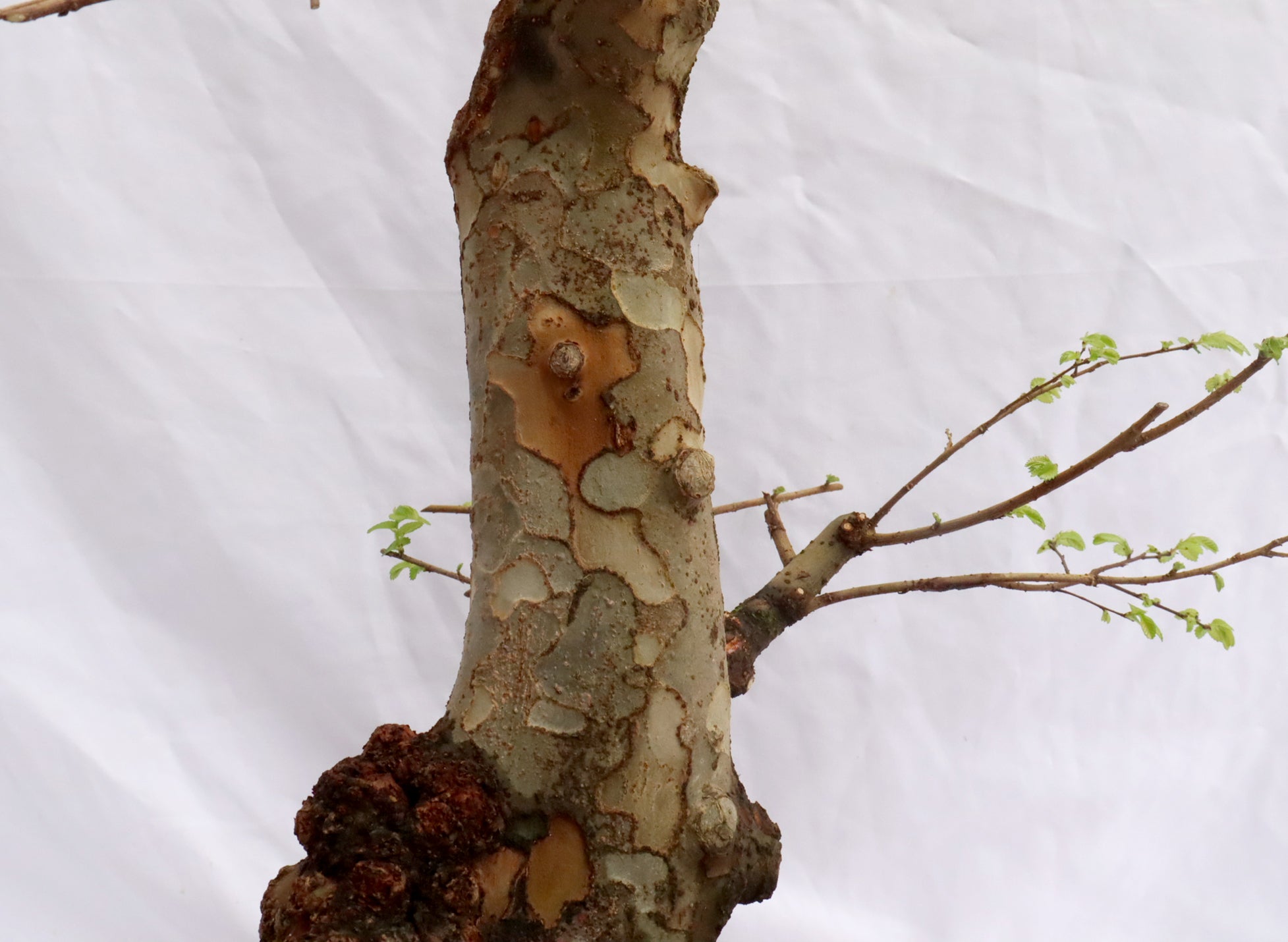 Large Chinese Elm Specimen Bonsai