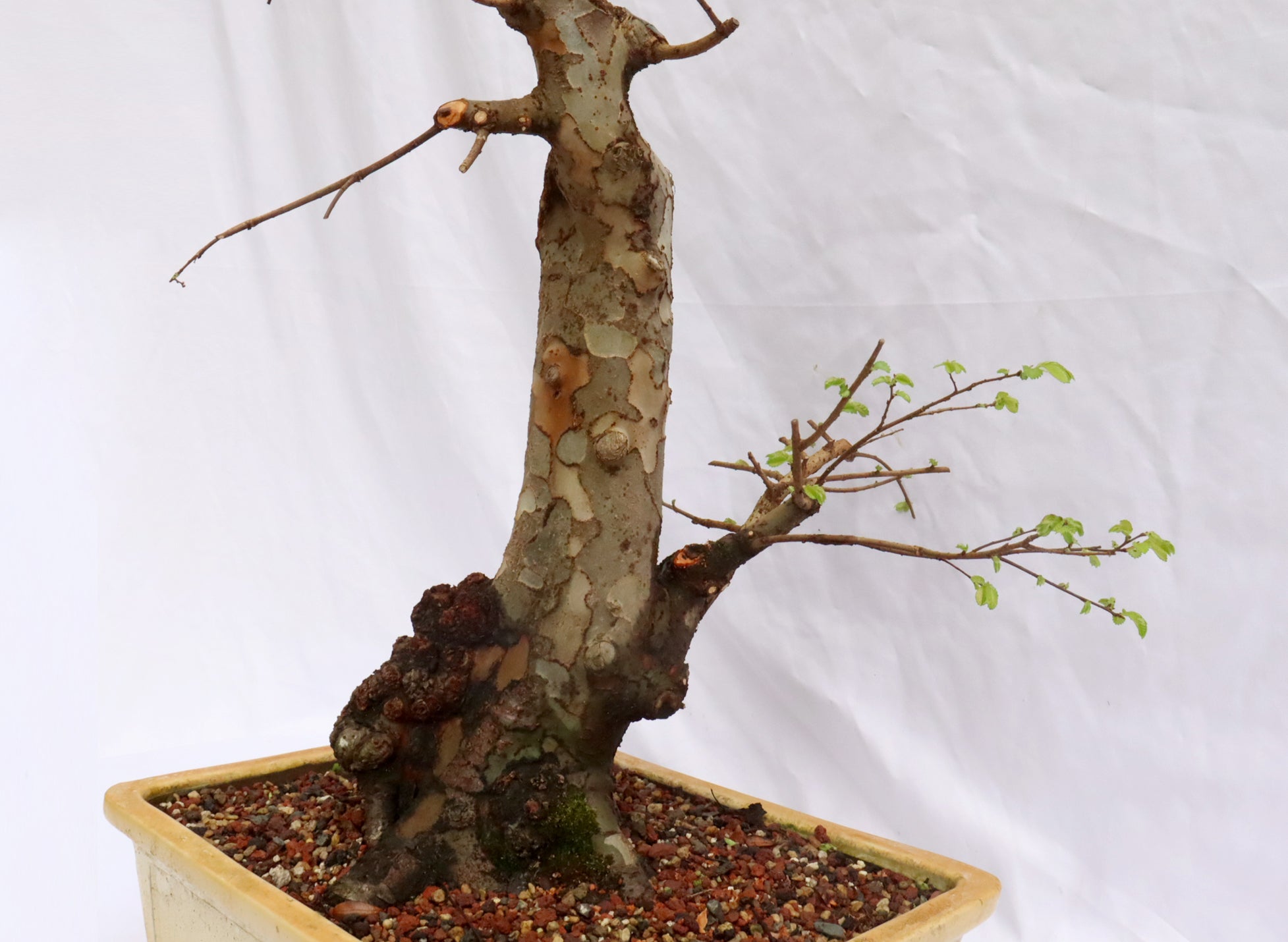 Large Chinese Elm Specimen Bonsai