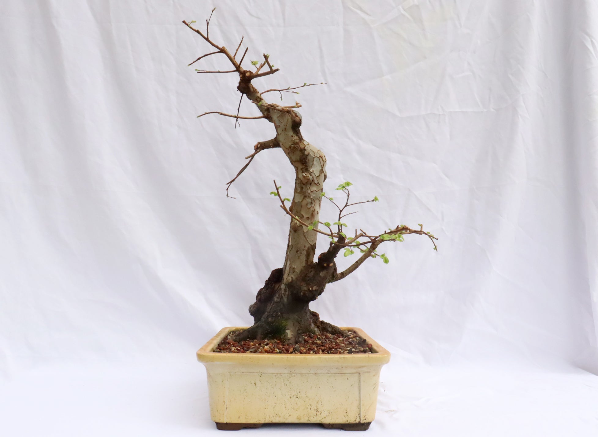 Large Chinese Elm Specimen Bonsai