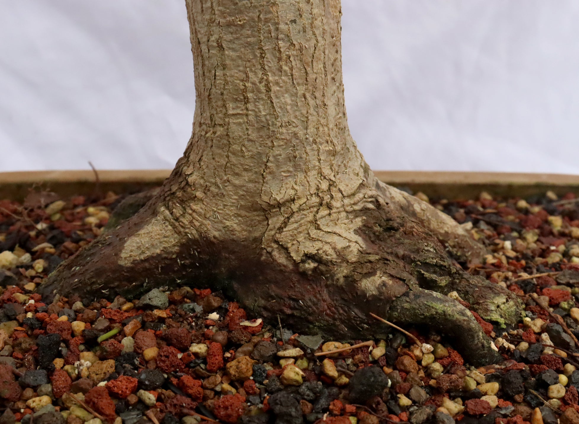Large Japanese Maple Specimen Bonsai
