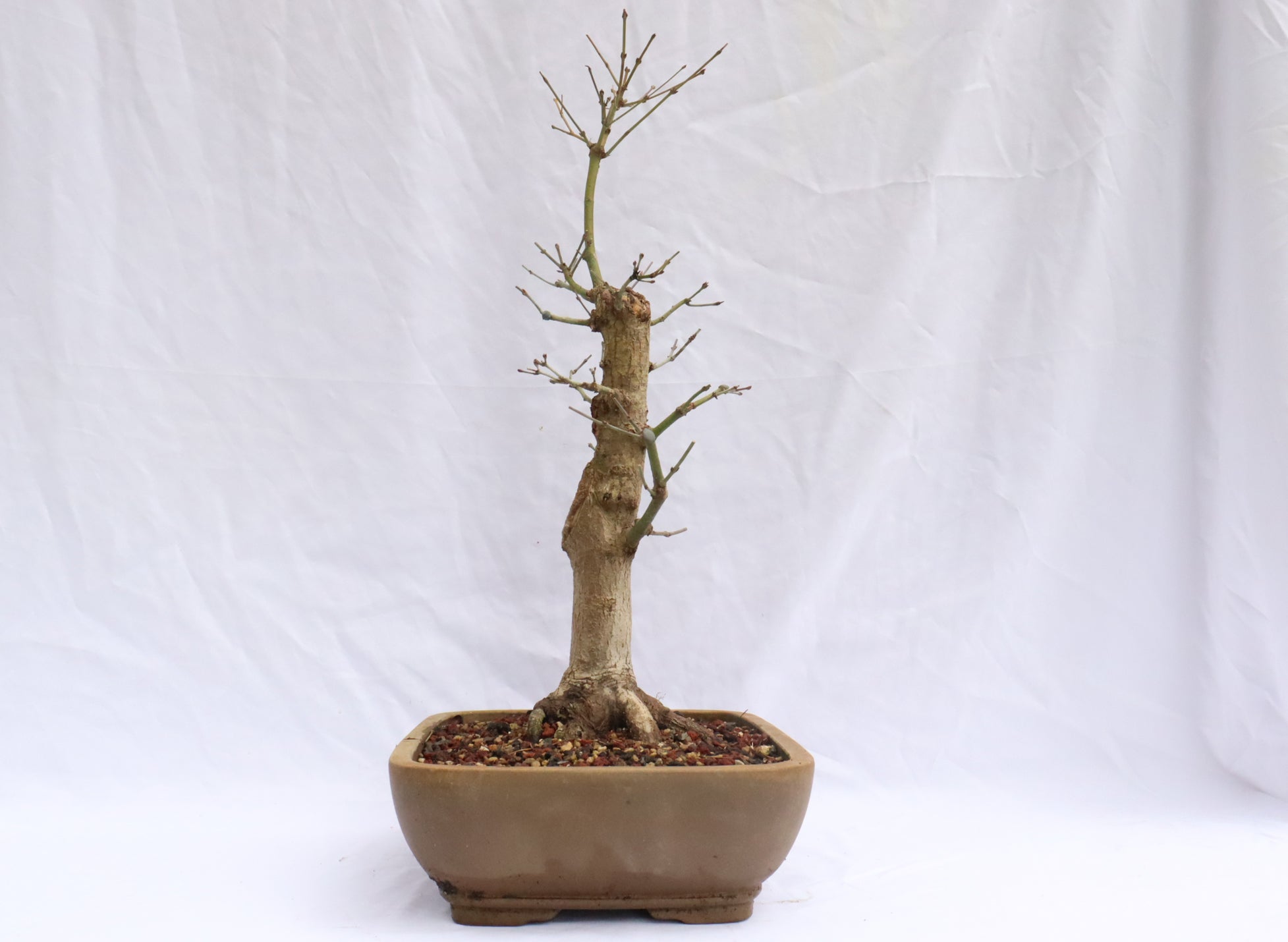 Large Japanese Maple Specimen Bonsai