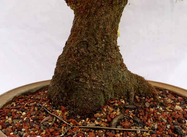 bonsai trees for sale nearby Bonsai Tree Bundle main image 0