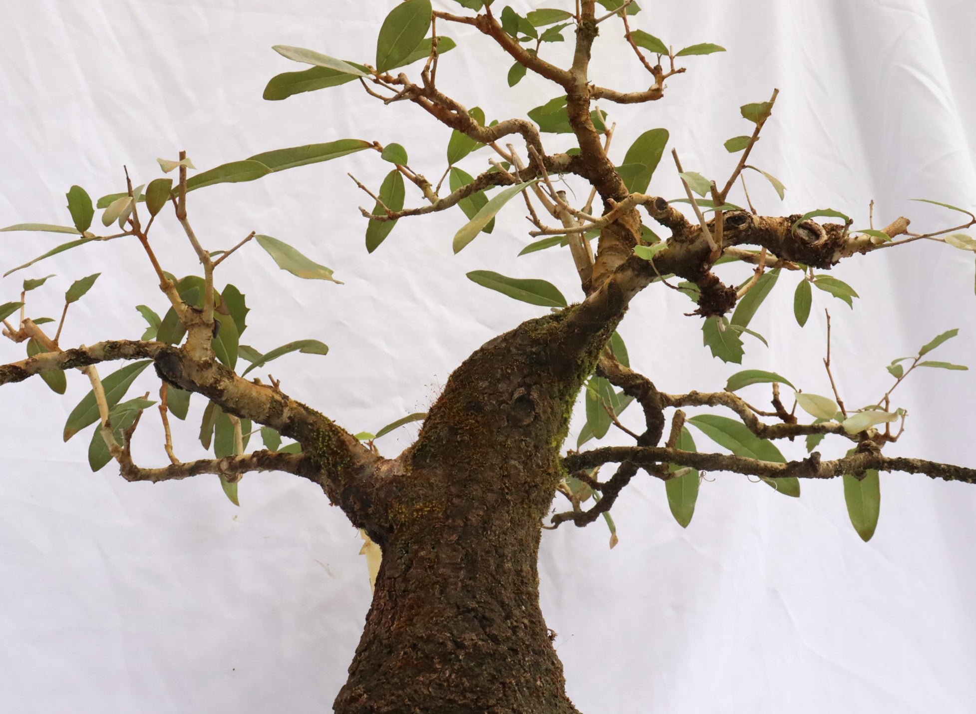Live Oak Specimen Bonsai