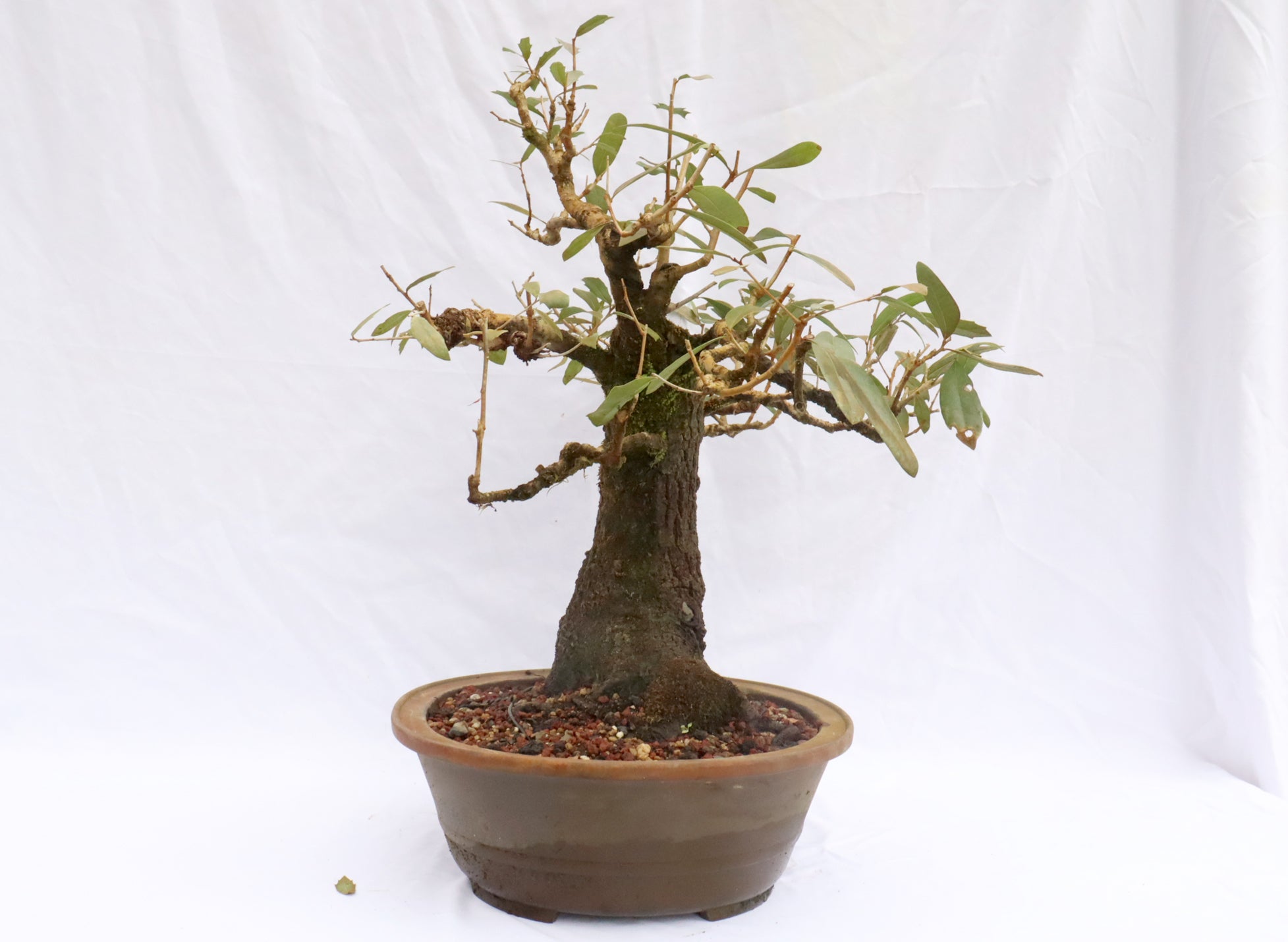 Live Oak Specimen Bonsai
