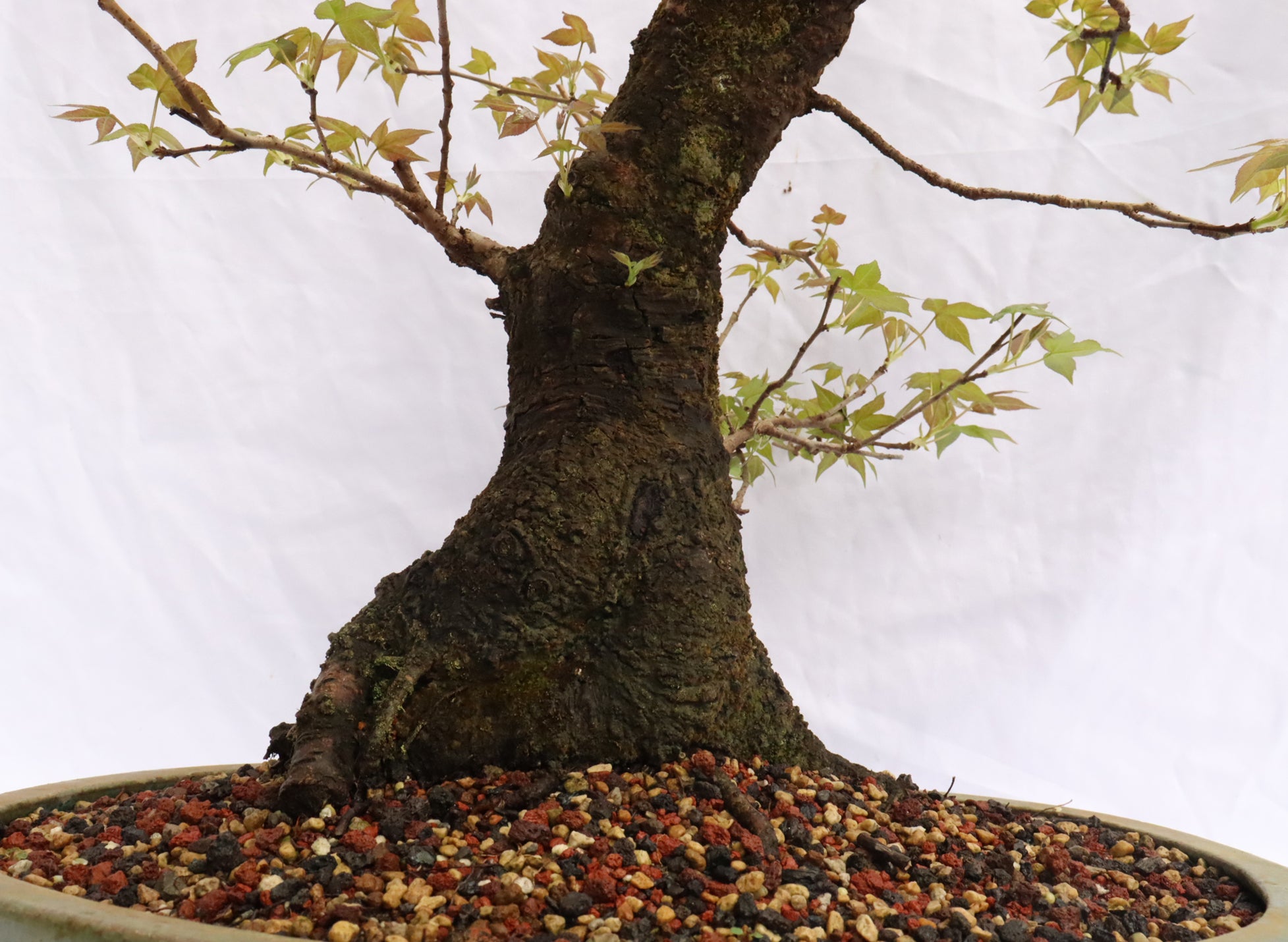 Large Sweetgum (Liquidambar) Specimen Bonsai