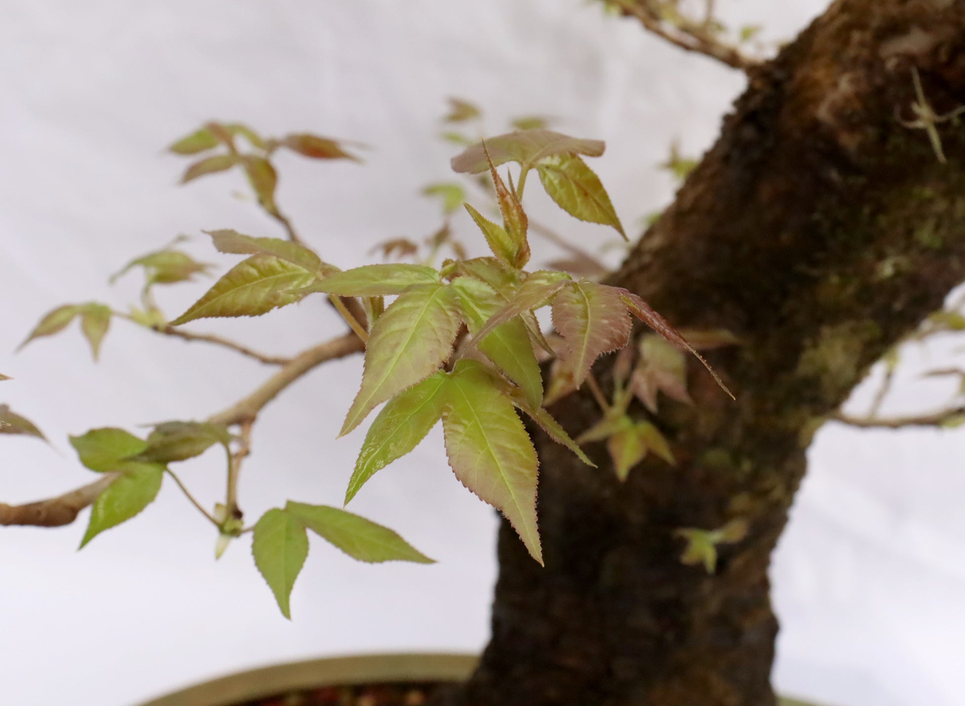 Large Sweetgum (Liquidambar) Specimen Bonsai