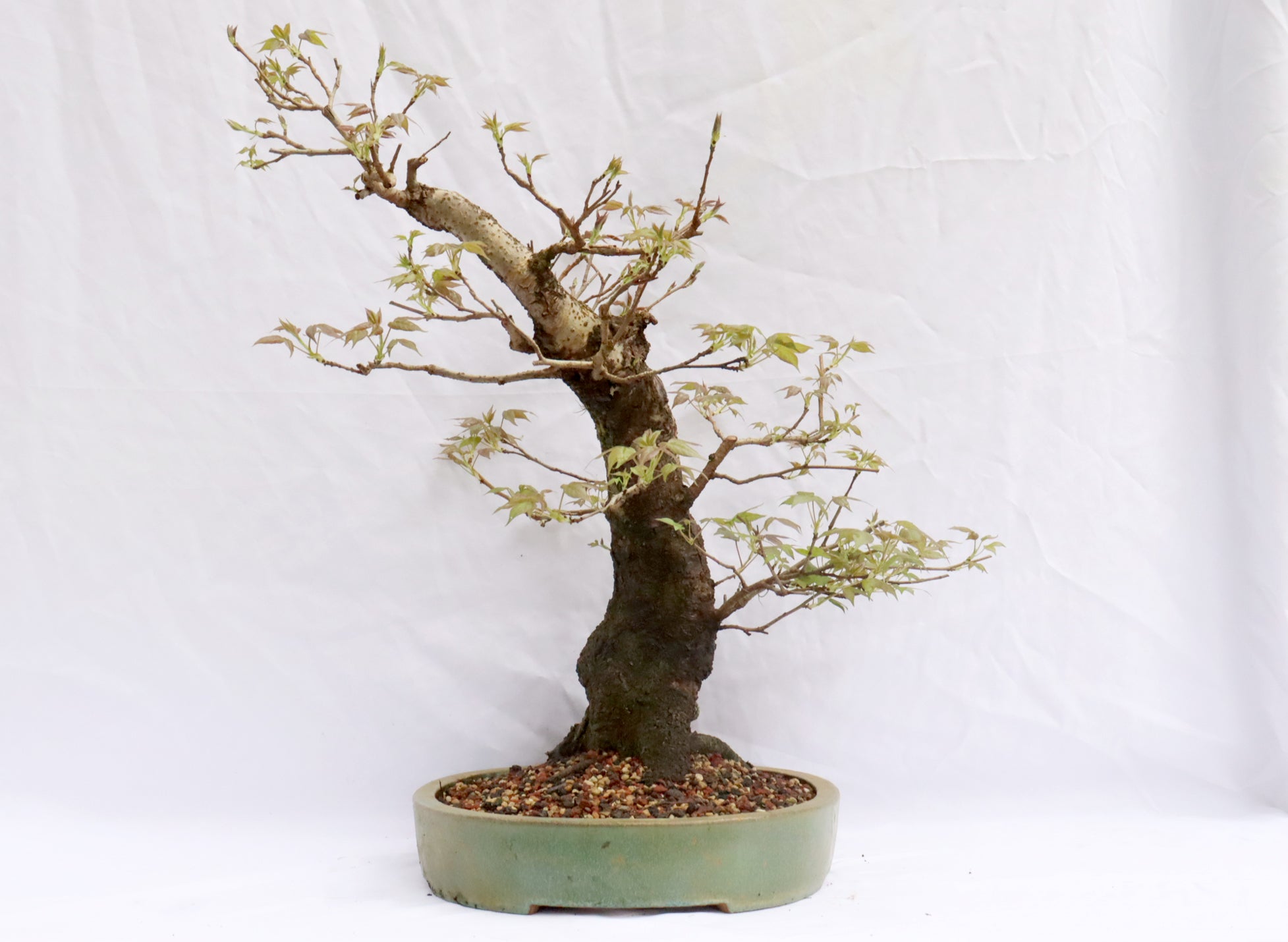 Large Sweetgum (Liquidambar) Specimen Bonsai