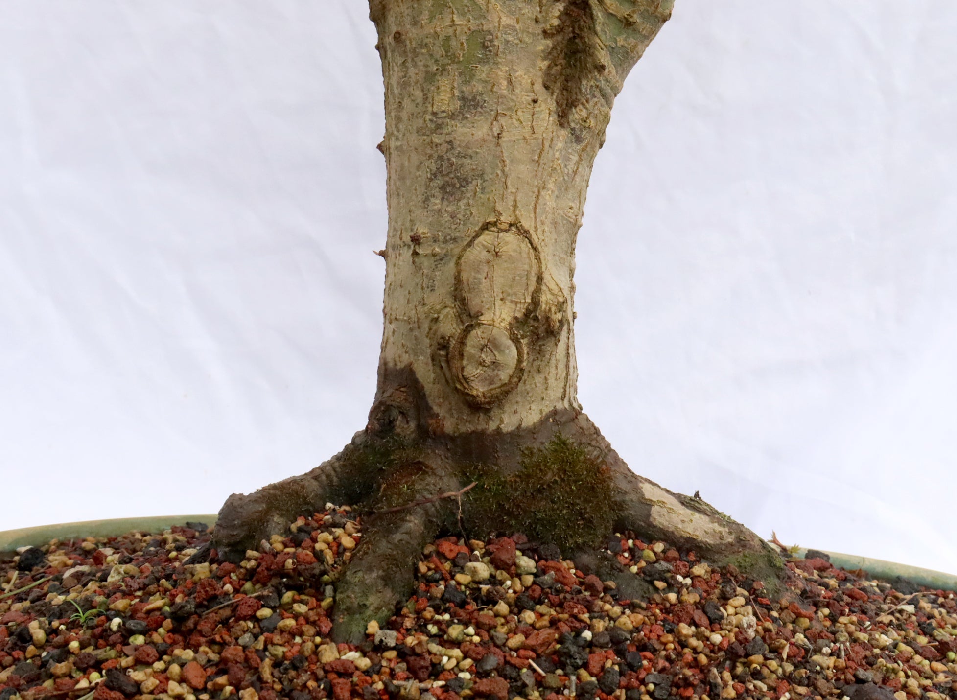 Large Japanese Maple Specimen Bonsai