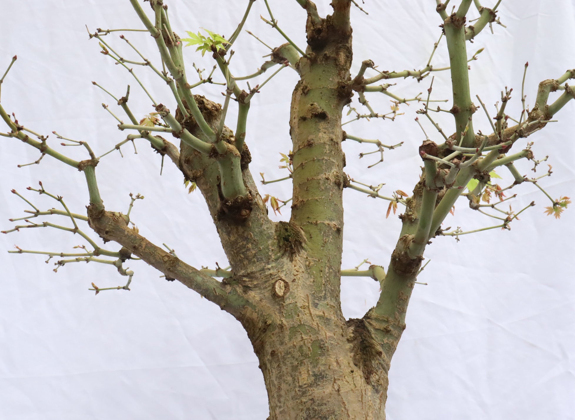Large Japanese Maple Specimen Bonsai