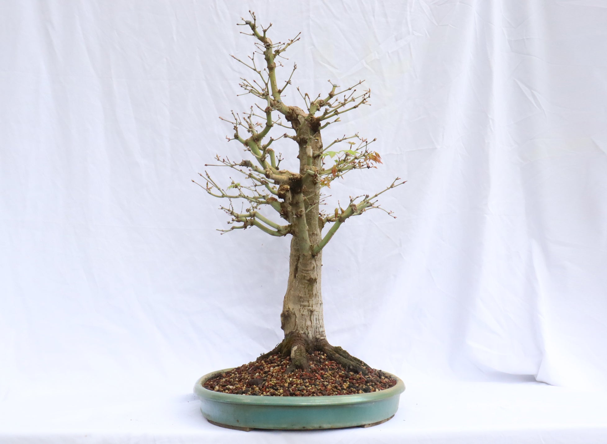 Large Japanese Maple Specimen Bonsai