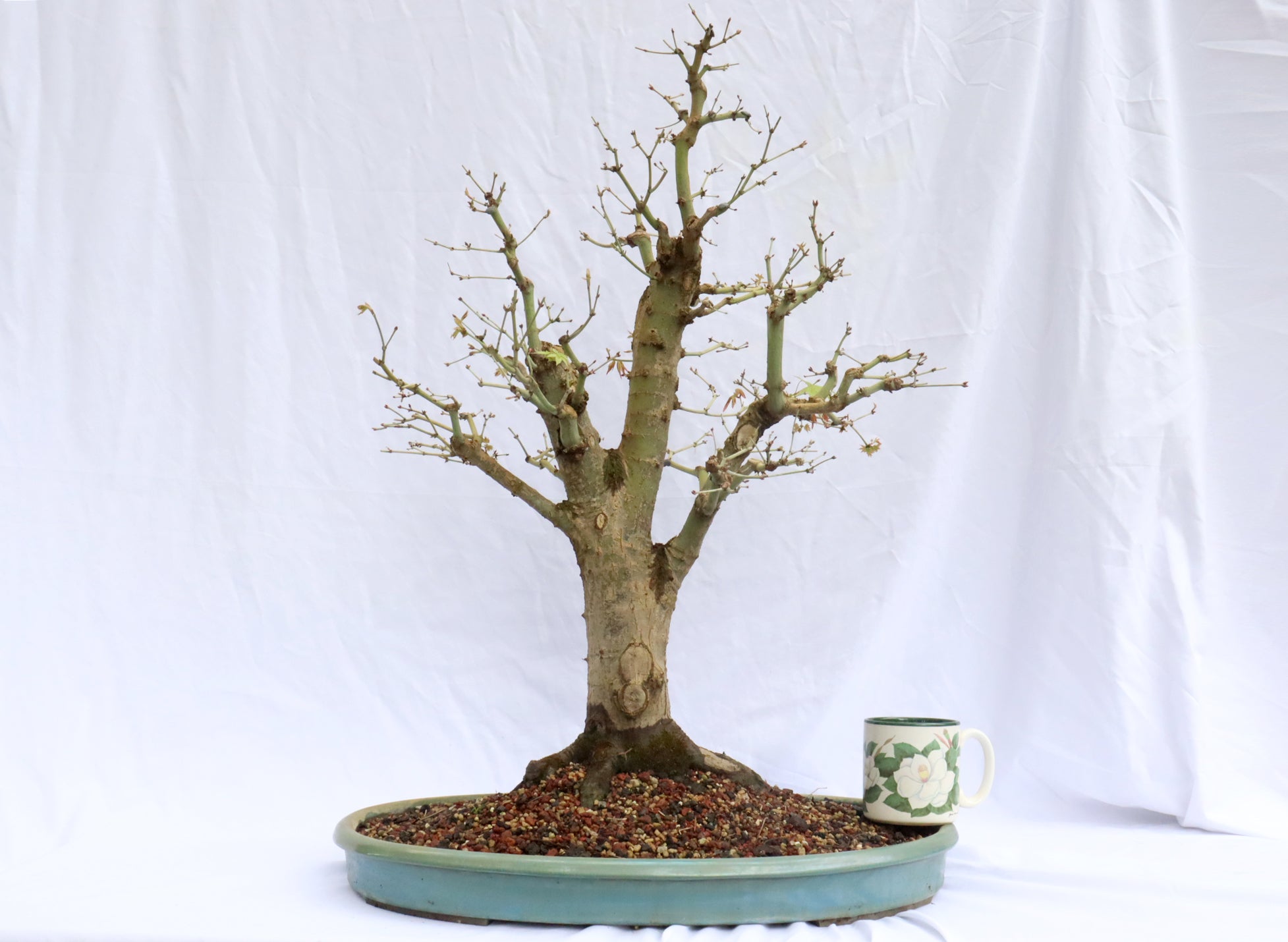 Large Japanese Maple Specimen Bonsai