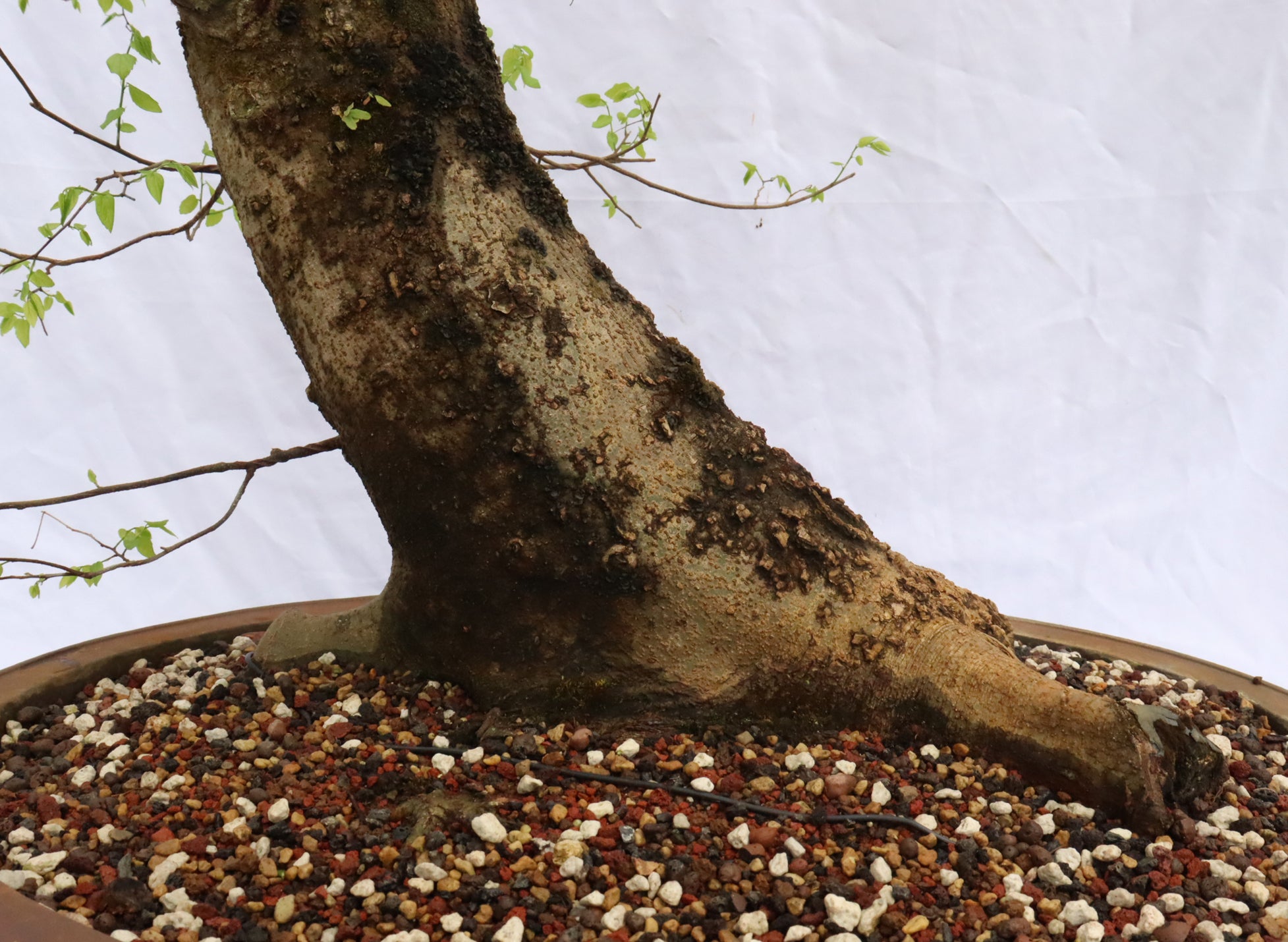 Large Hackberry Specimen Bonsai