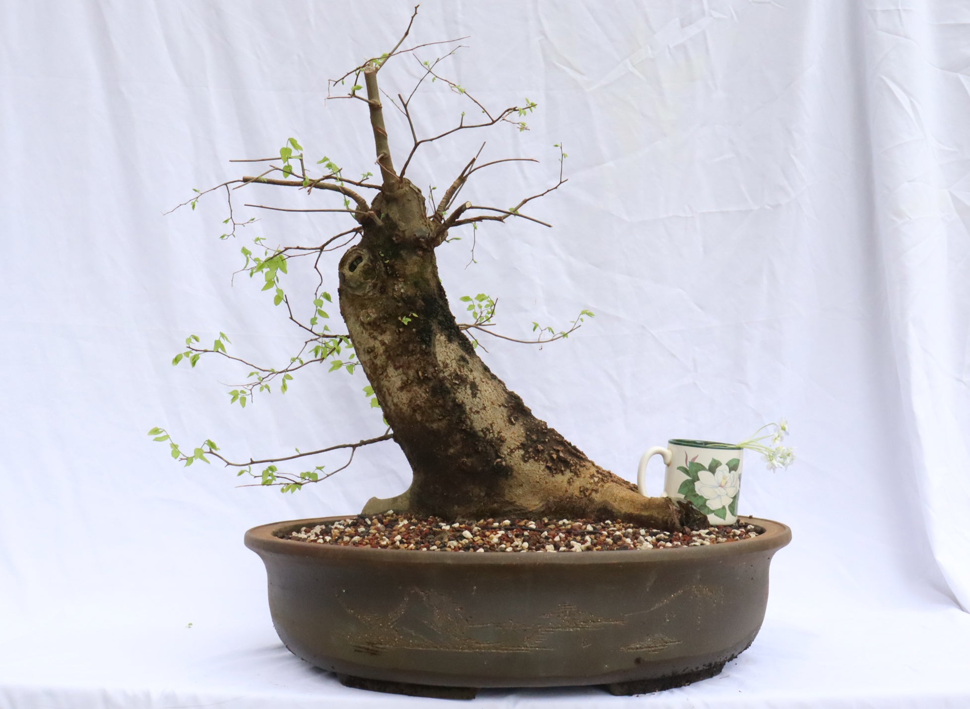 Large Hackberry Specimen Bonsai