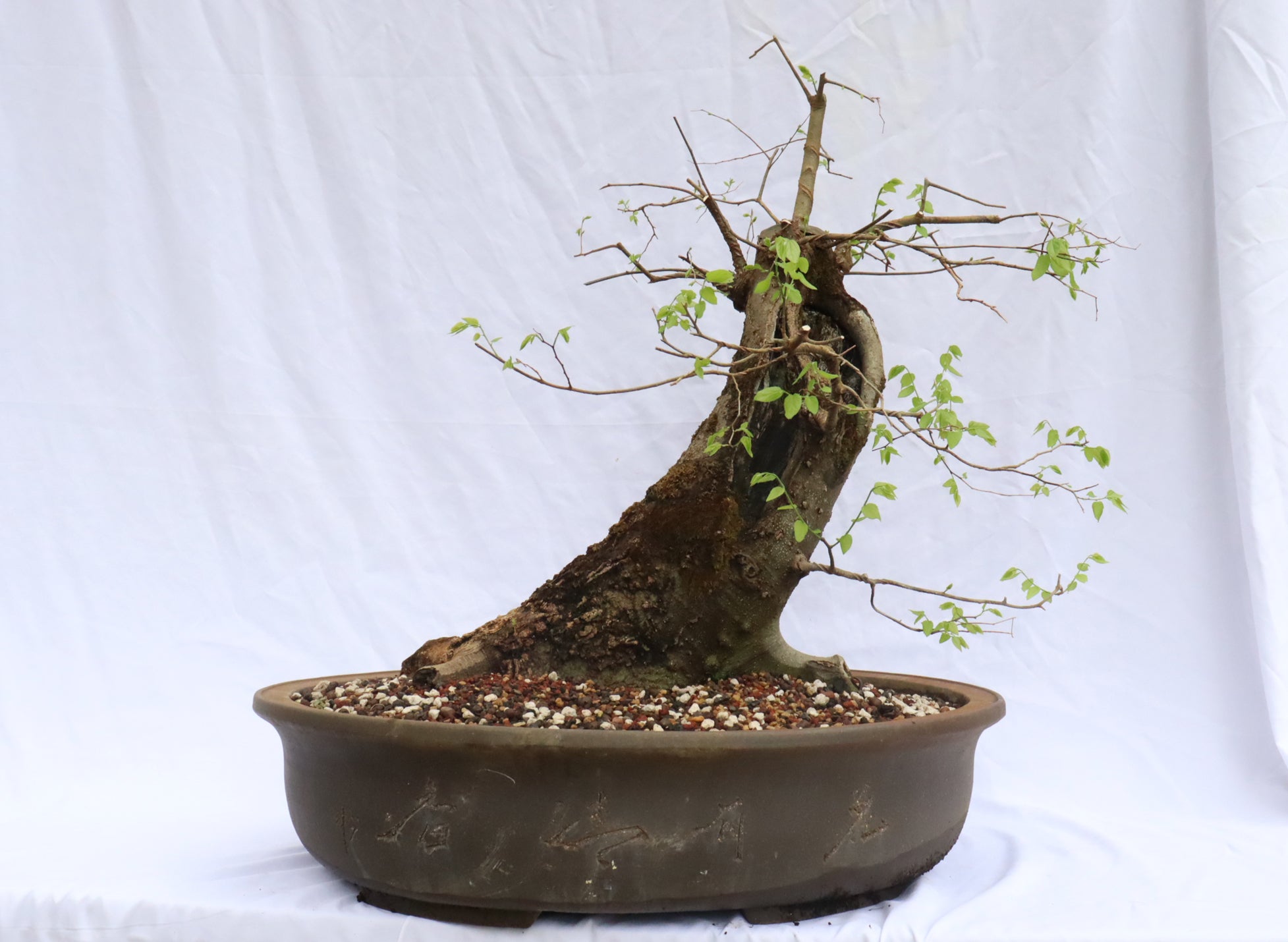 Large Hackberry Specimen Bonsai