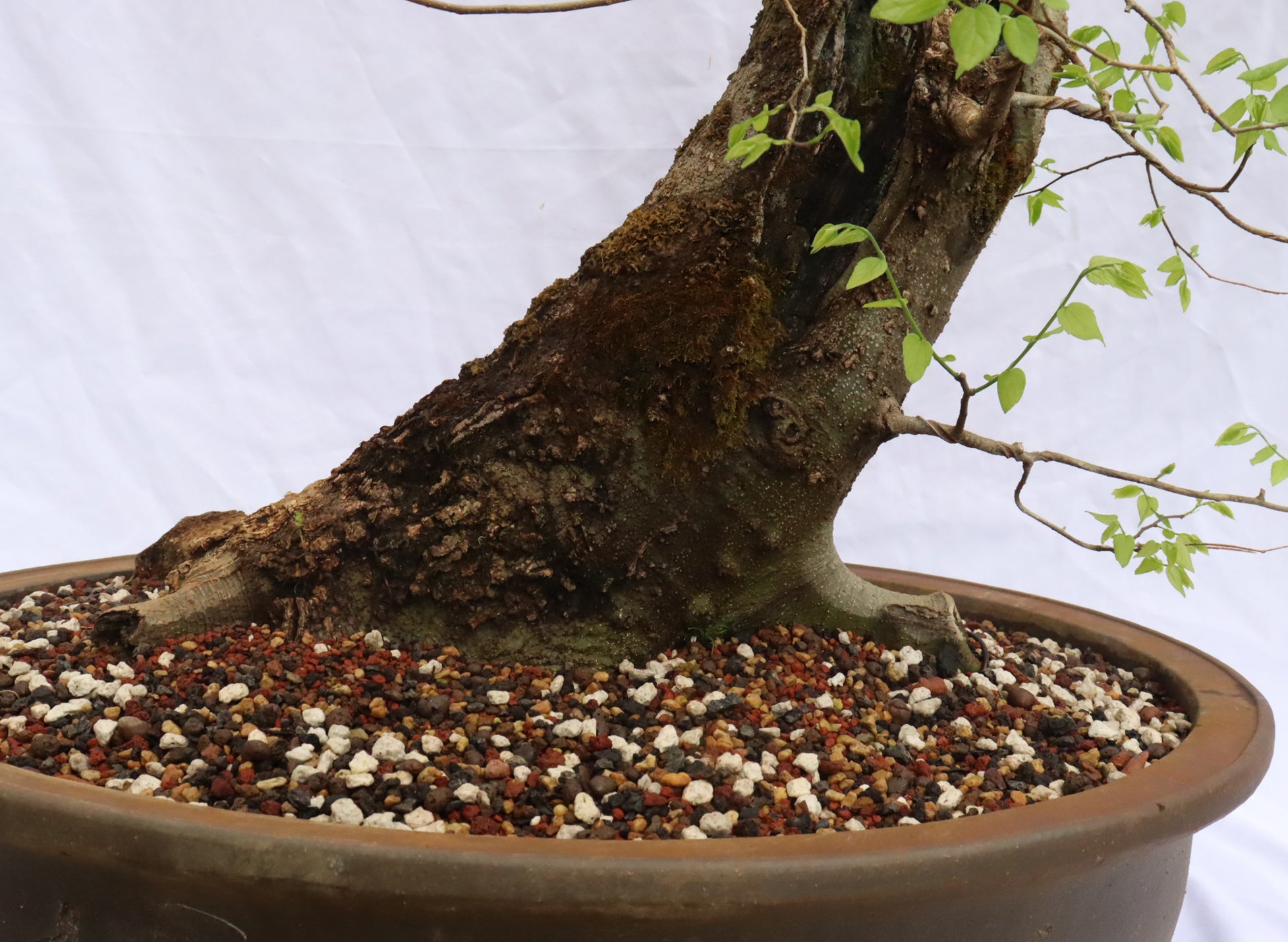 Large Hackberry Specimen Bonsai